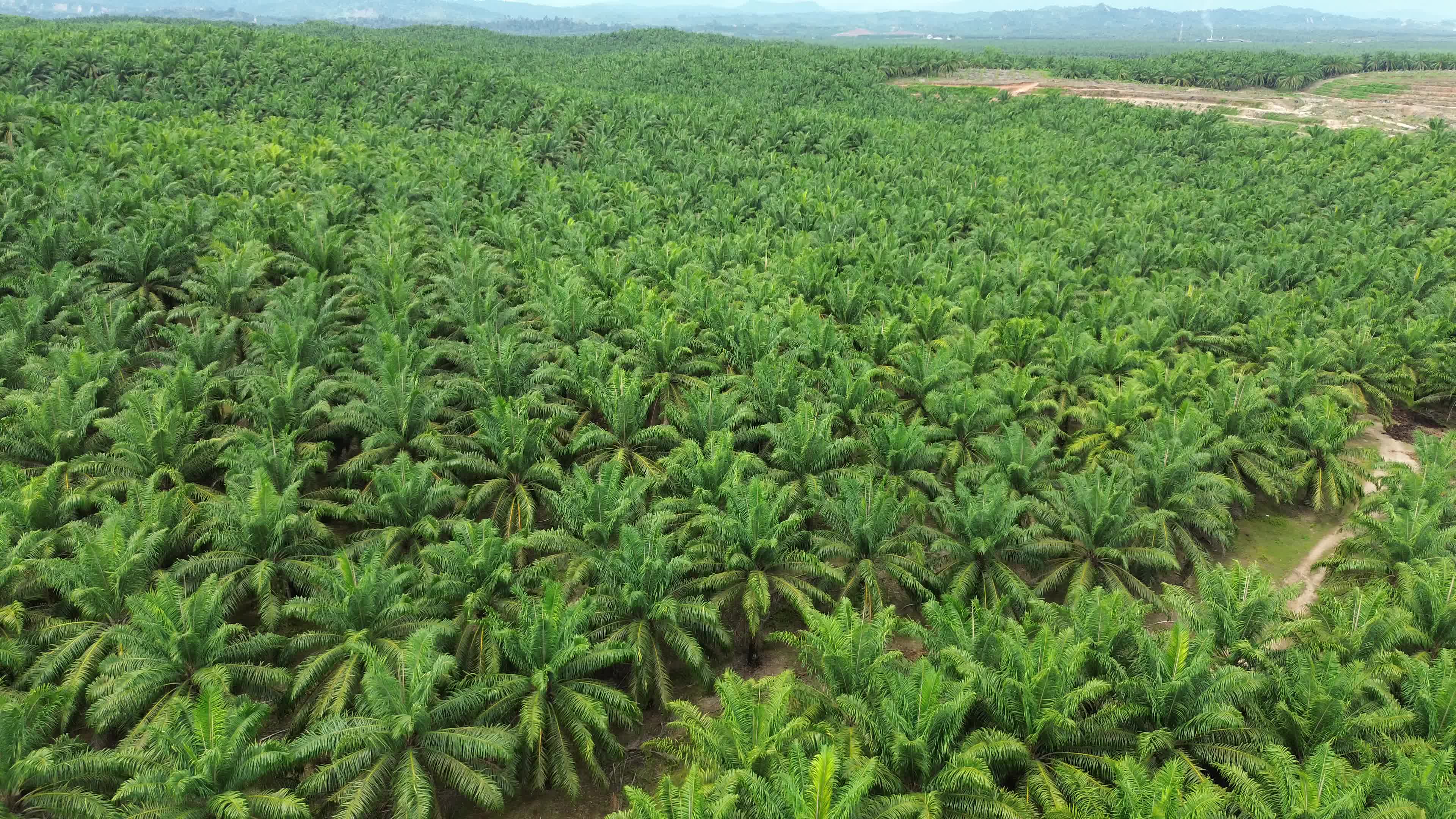 Aerial View of Palm Oil Plantation in North Aceh
