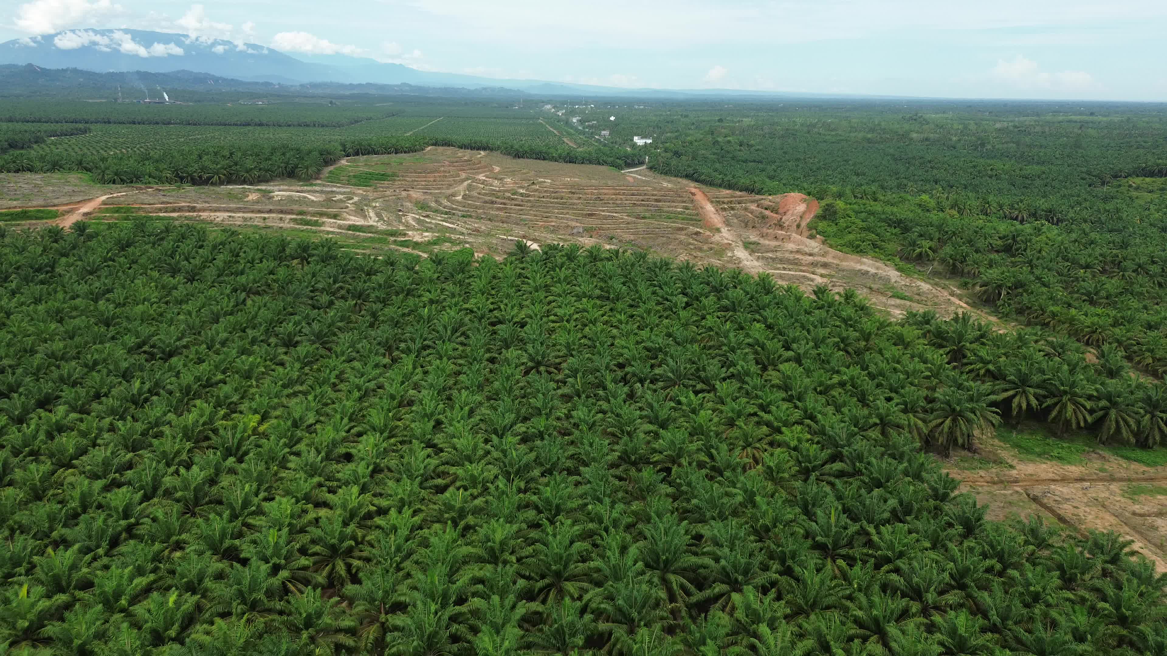 Aerial View of Palm Oil Plantation in North Aceh