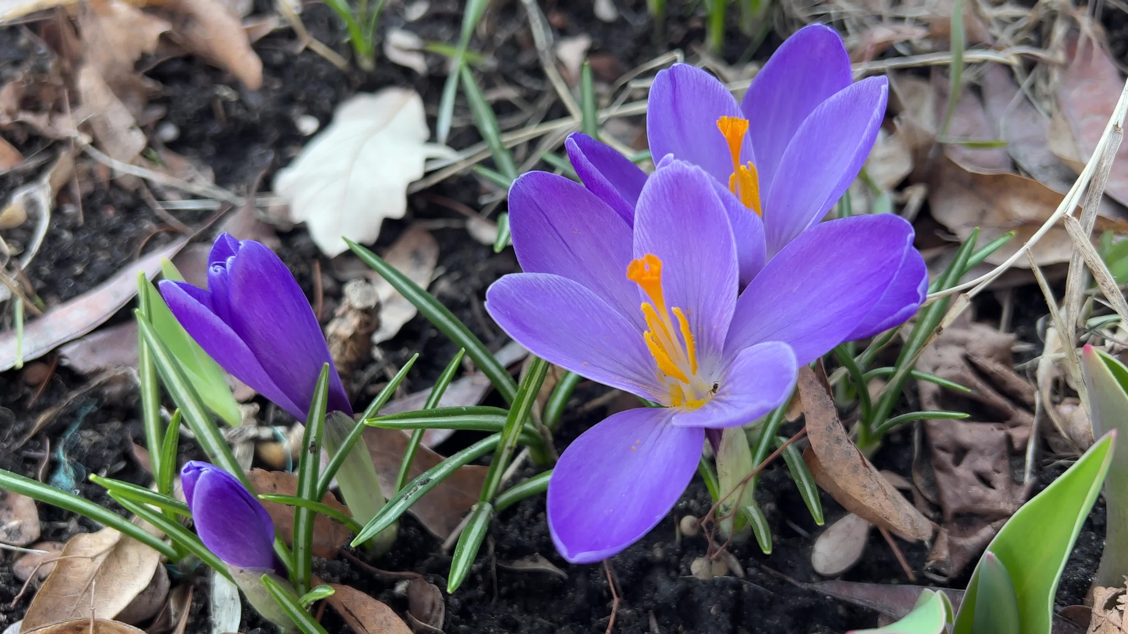 Daily life in Toronto, Canada