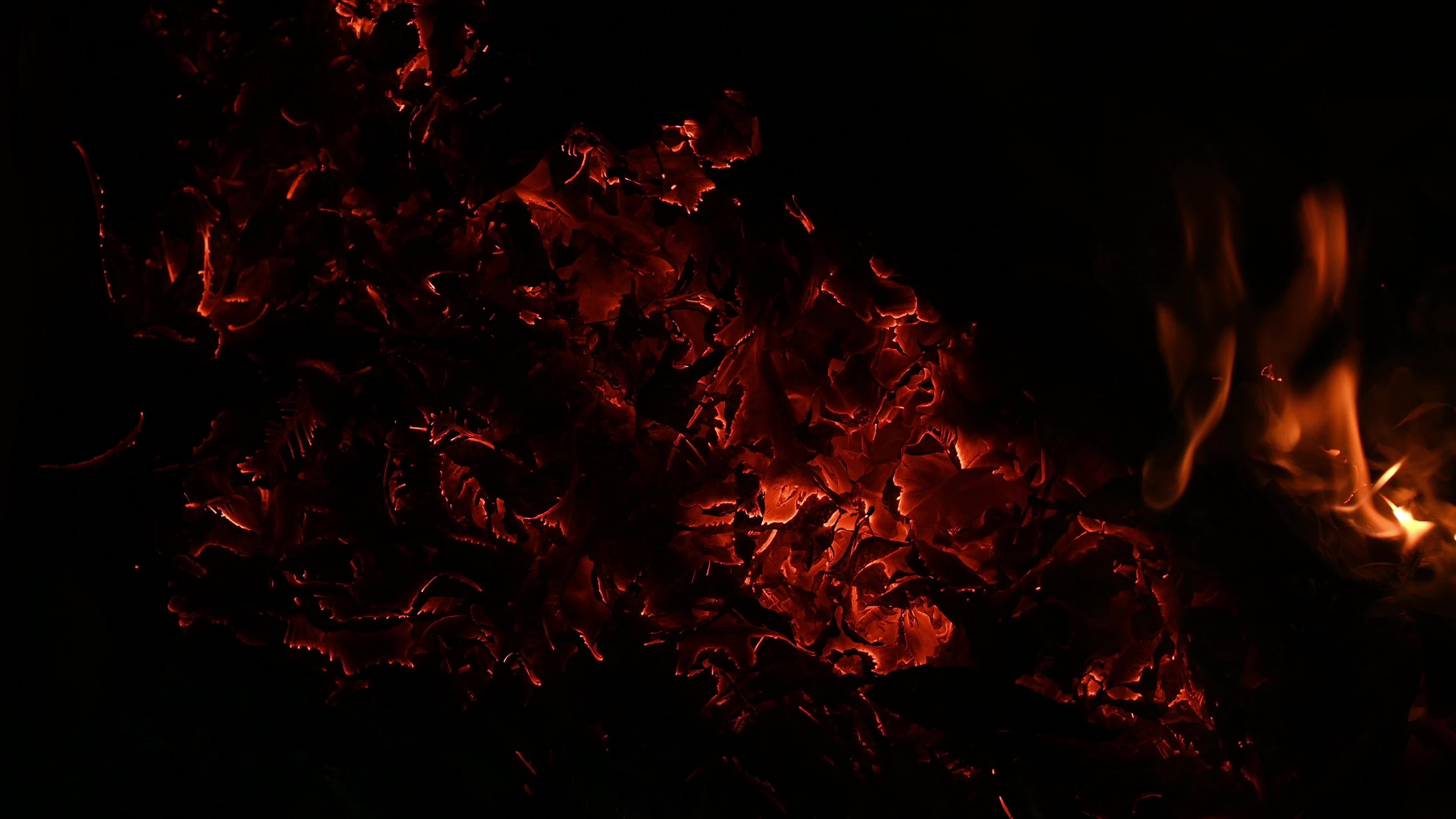 Burning Winter Leaves