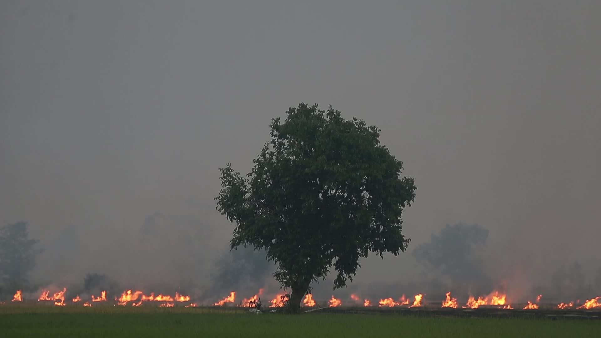 A farmer burns a paddy field