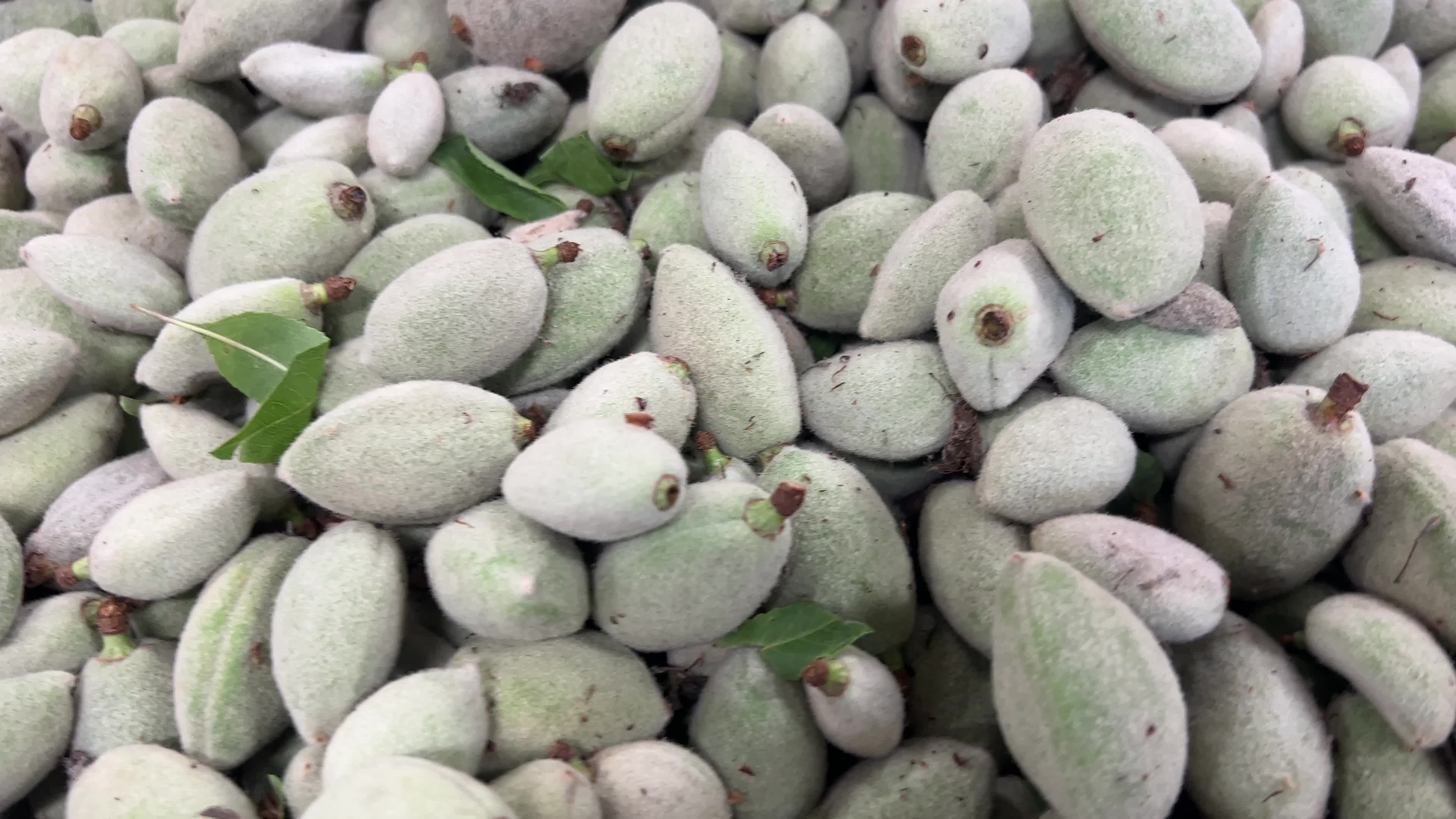 Fresh green almonds