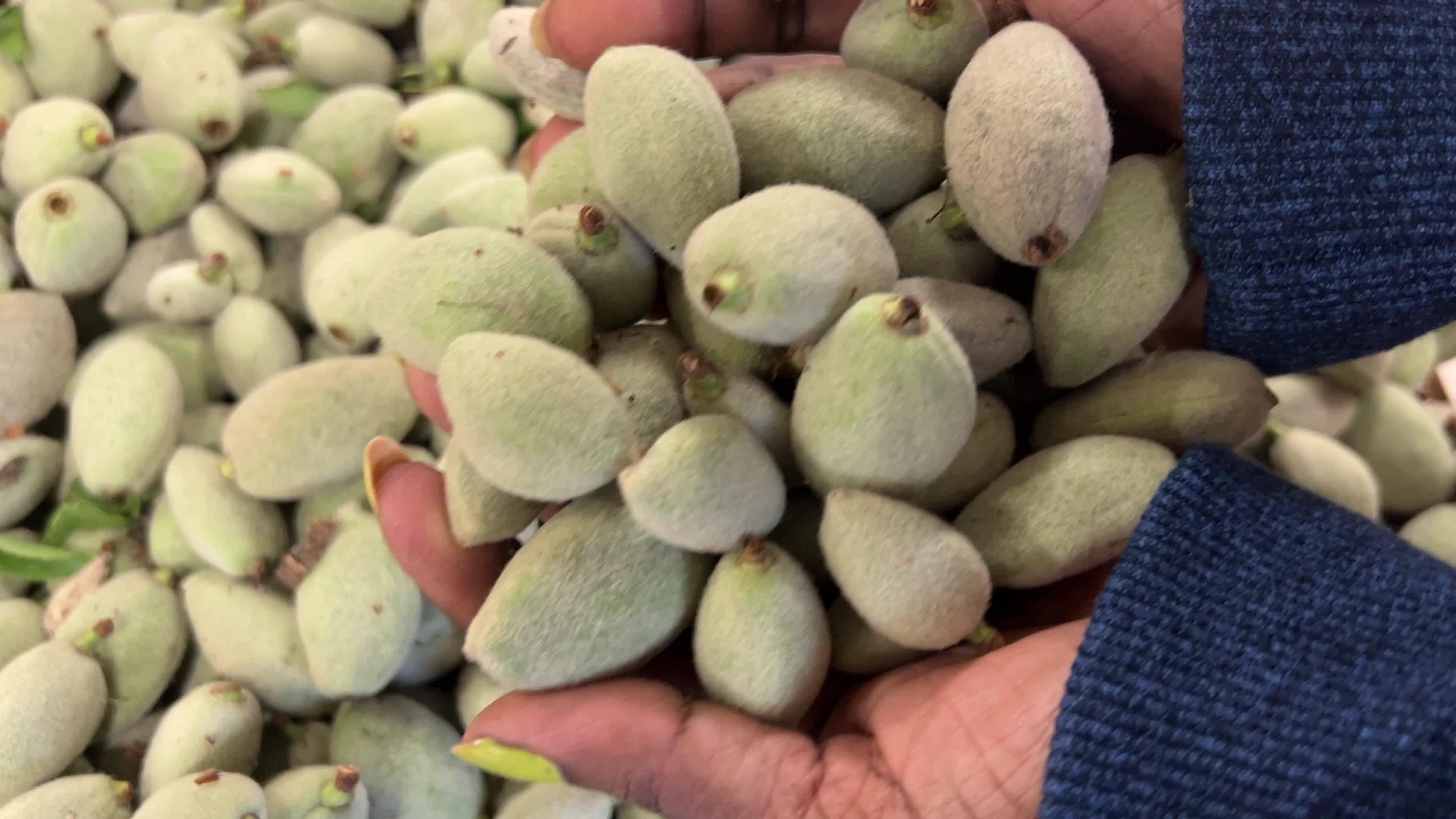 Fresh green almonds