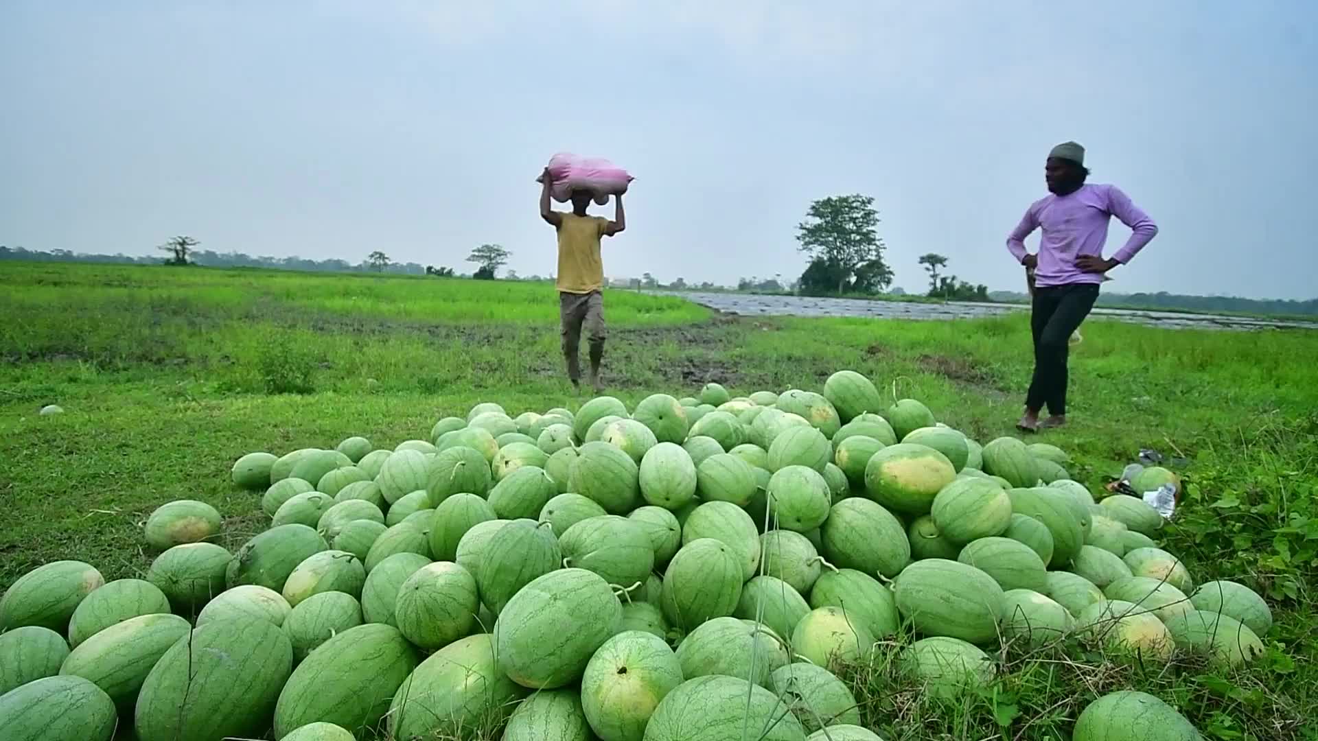 Gli agricoltori raccolgono angurie in India