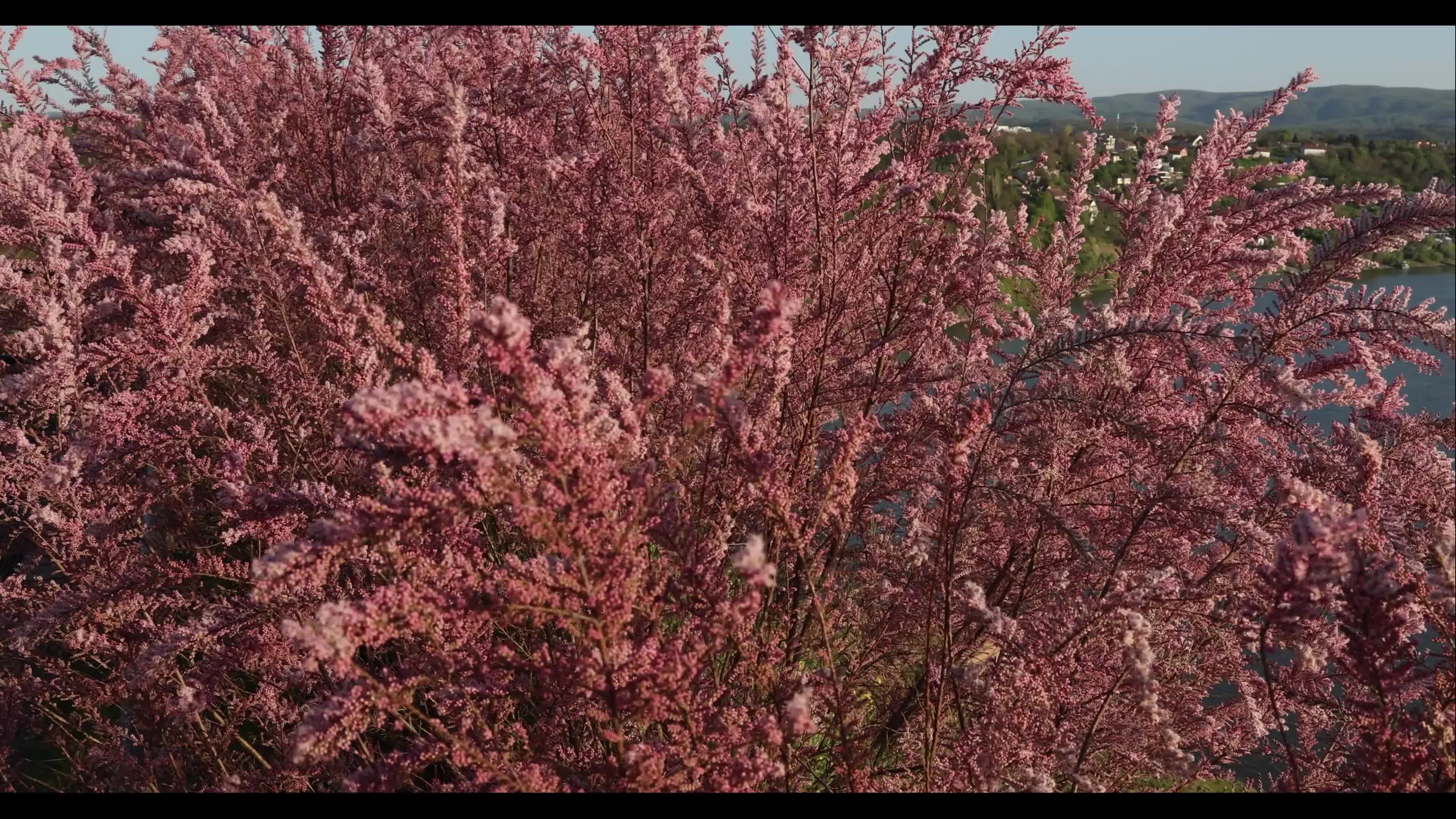 View of the Danube River