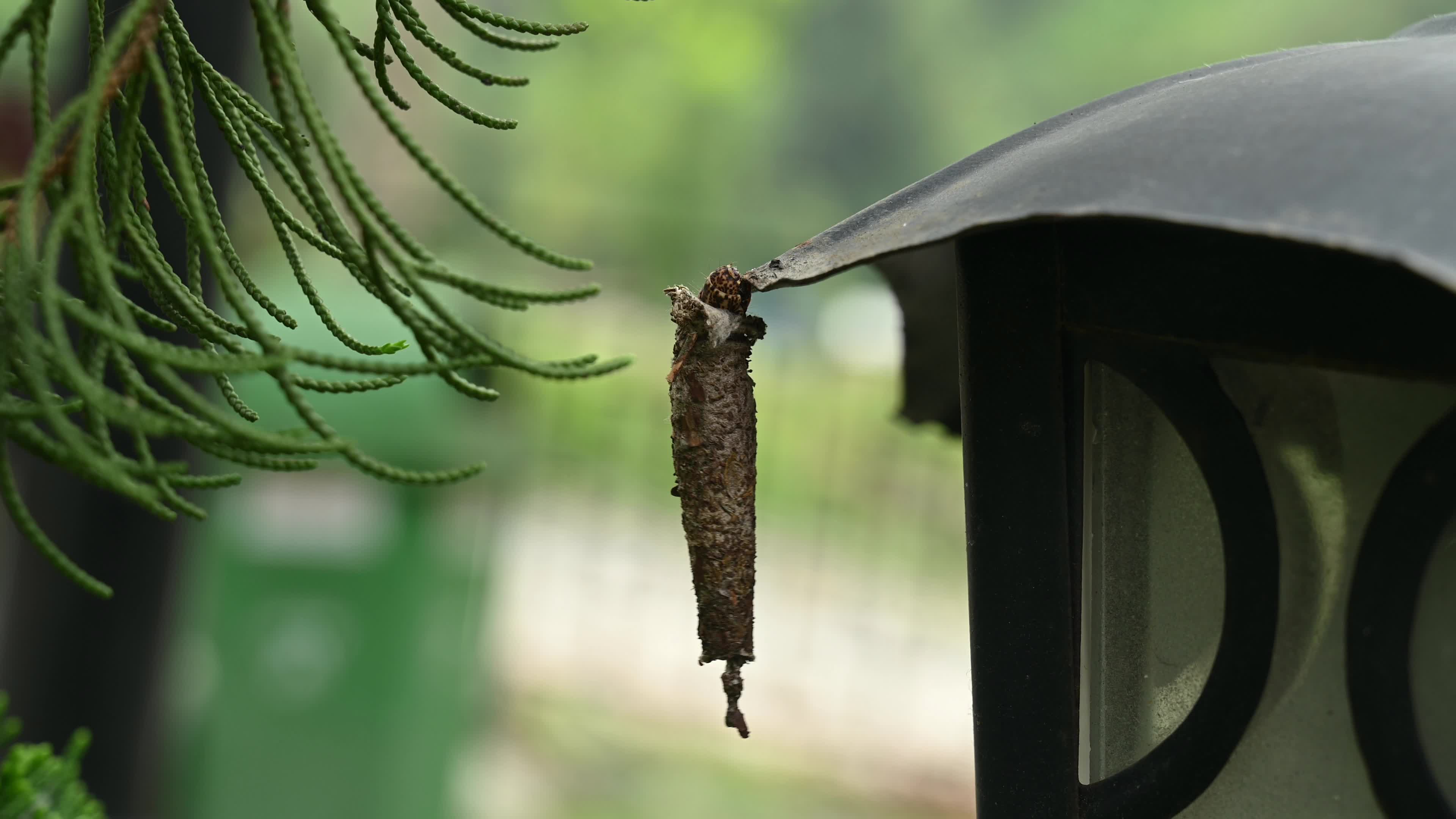 Bagworm moth larva - Psychidae - Bagworms - Animal India