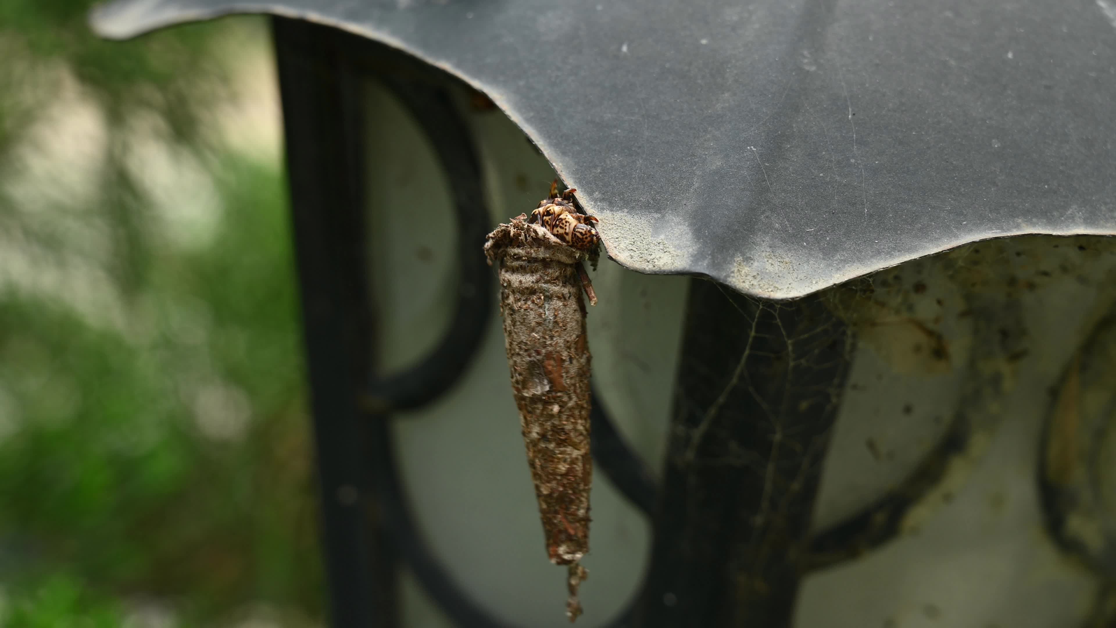 Bagworm moth larva - Psychidae - Bagworms - Animal India