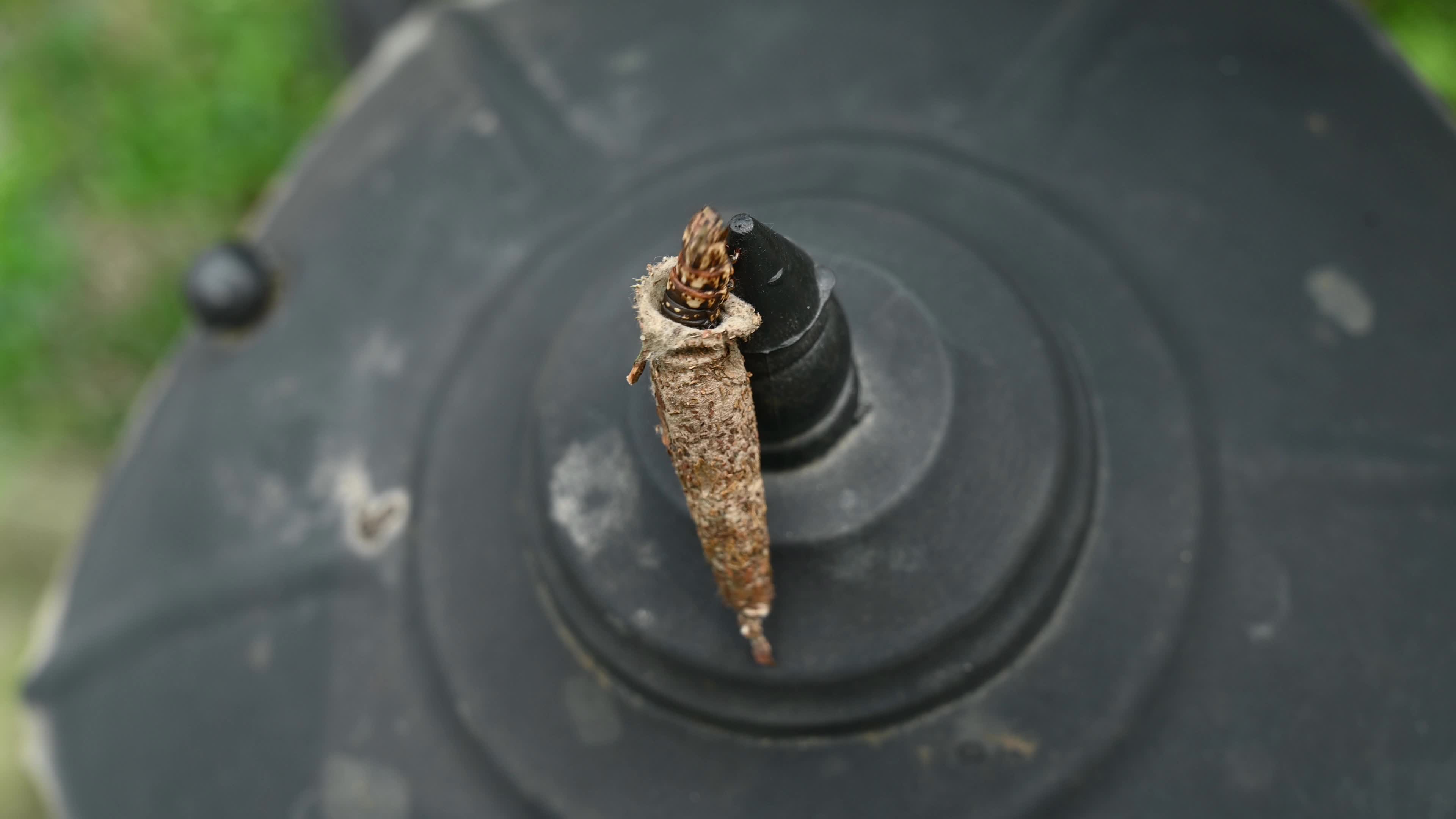 Bagworm moth larva - Psychidae - Bagworms - Animal India