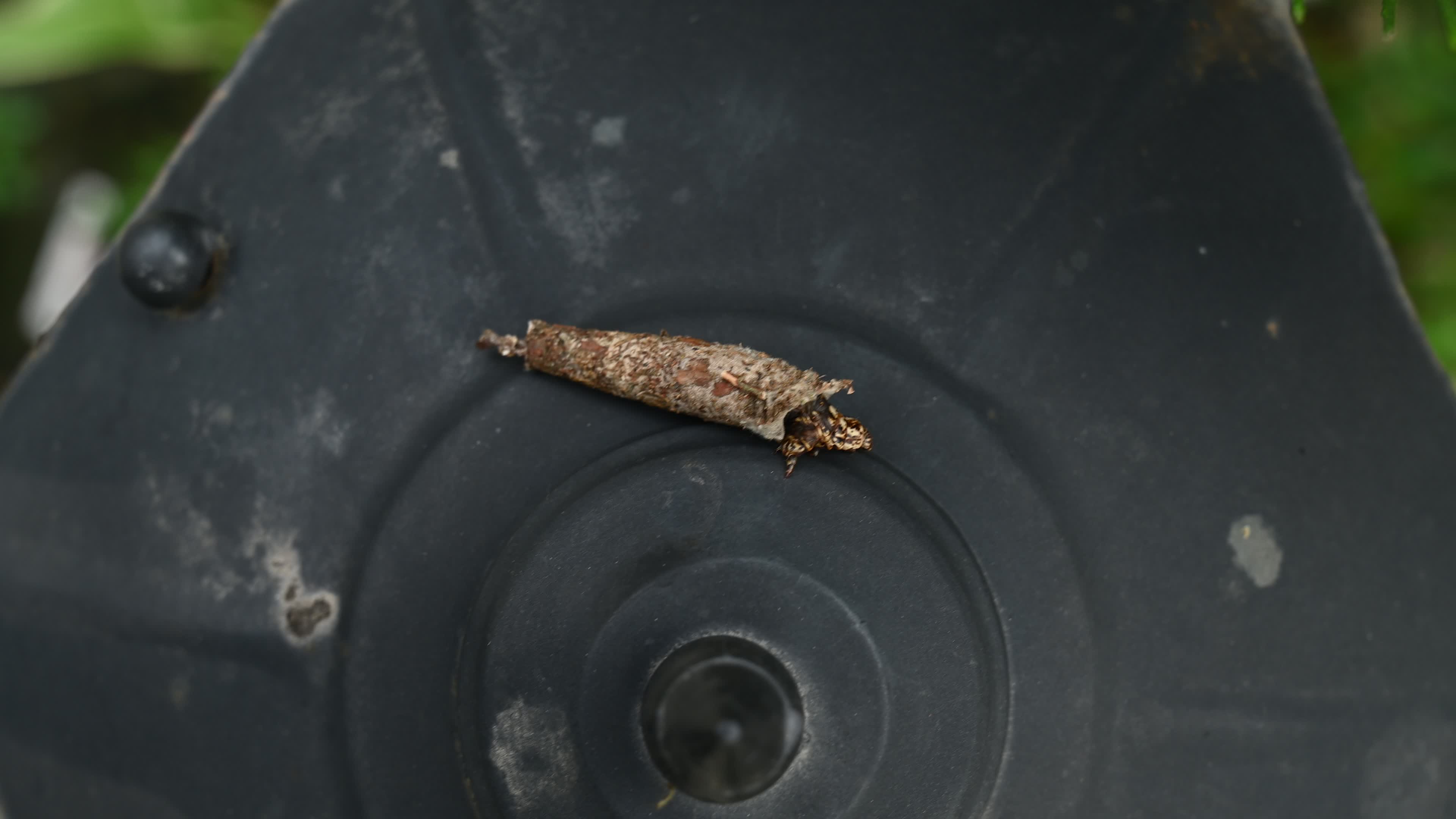 Bagworm moth larva - Psychidae - Bagworms - Animal India