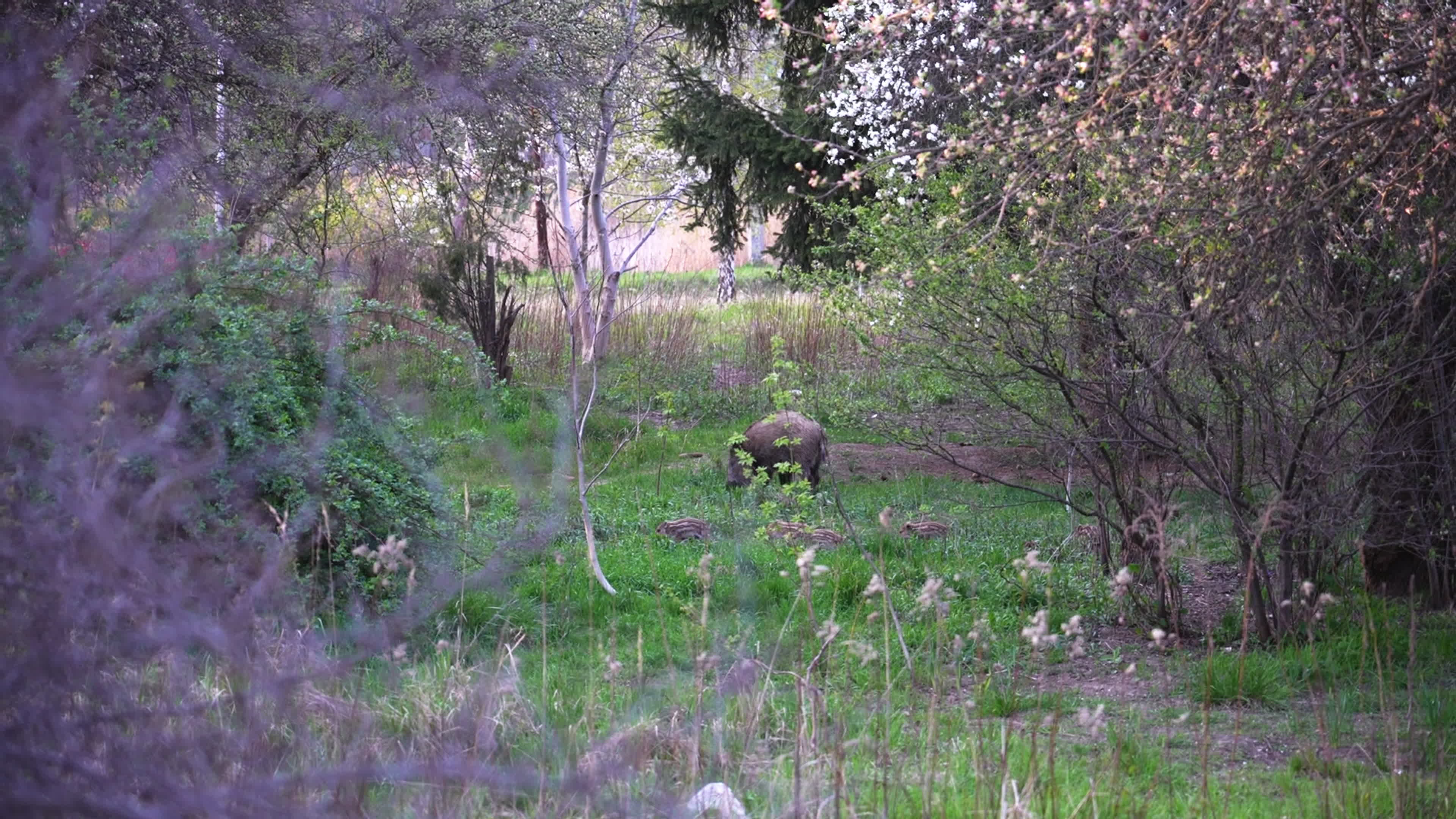 Poland's capital battles with growing wild pigs problem
