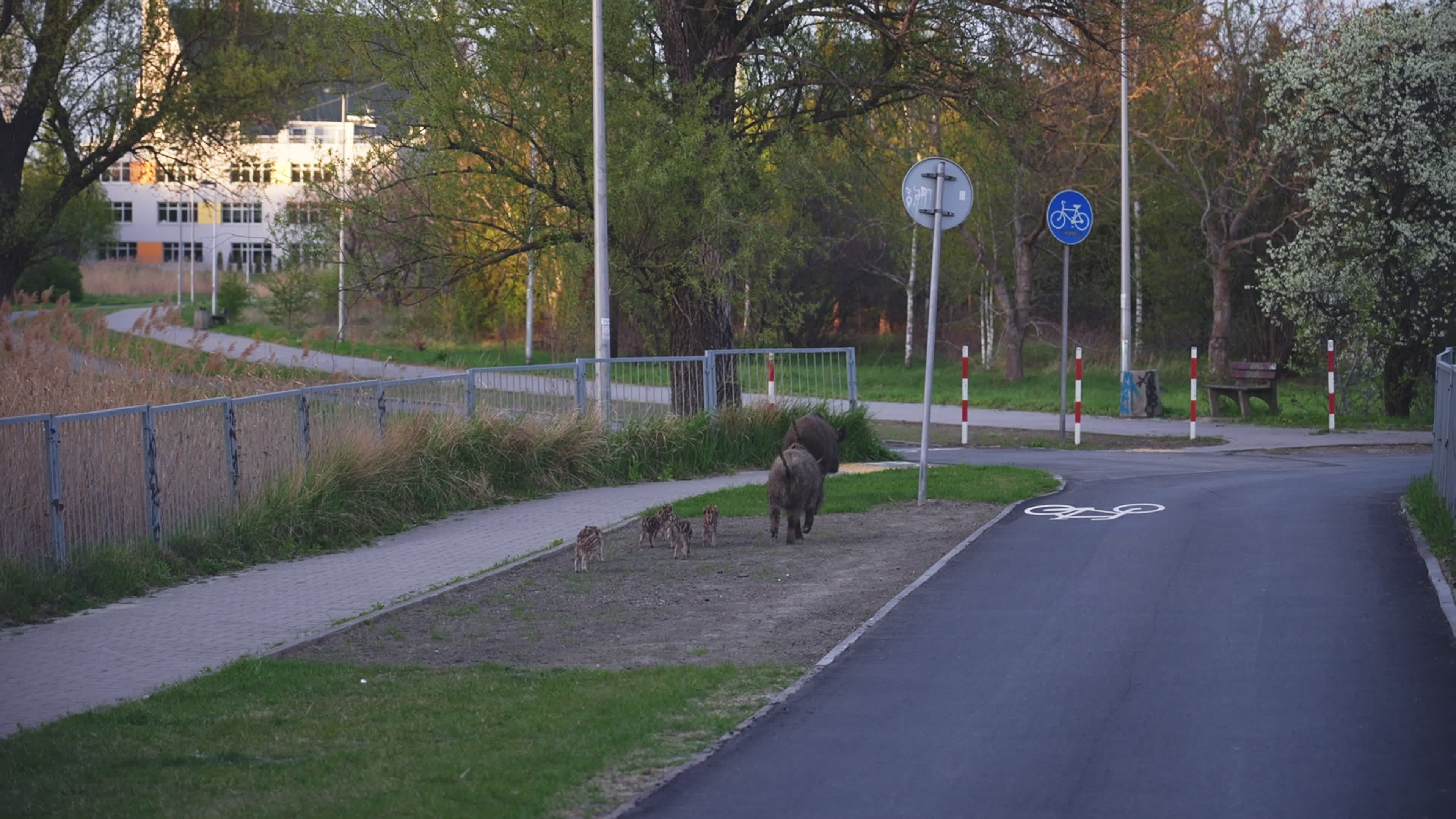 Poland's capital battles with growing wild pigs problem