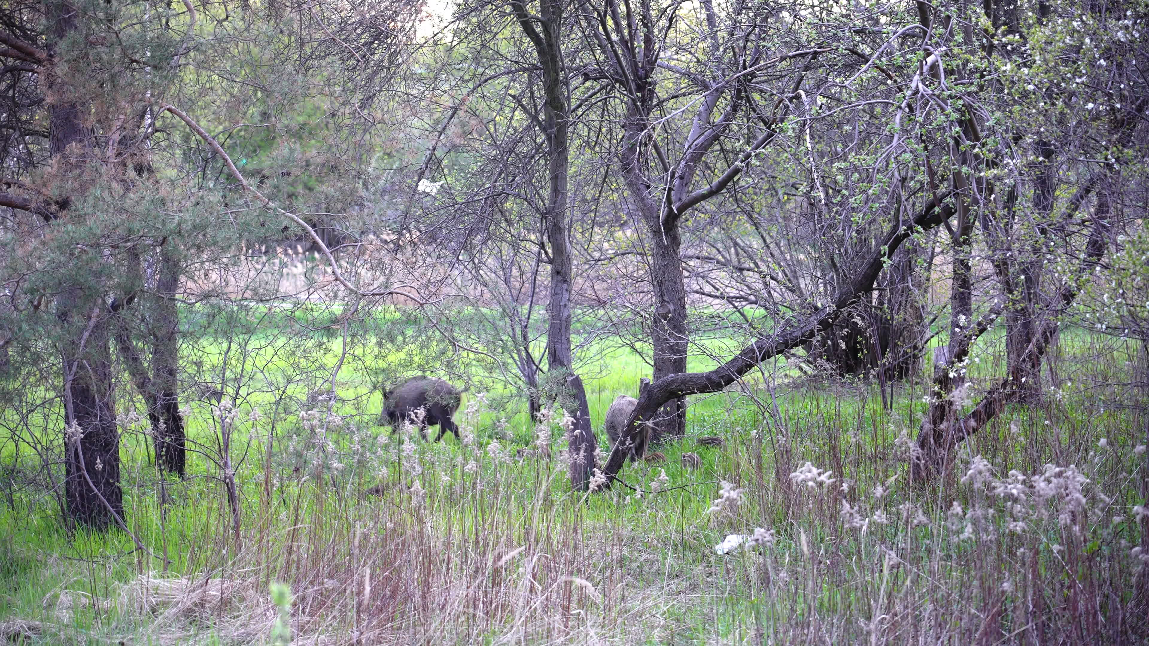 Poland's capital battles with growing wild pigs problem