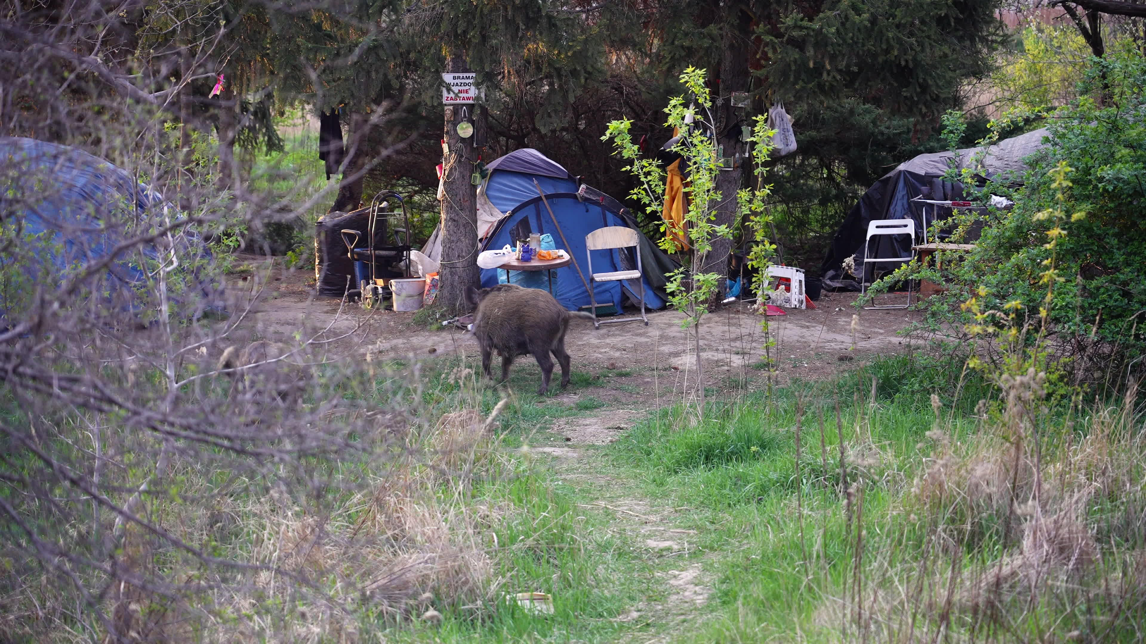 Poland's capital battles with growing wild pigs problem