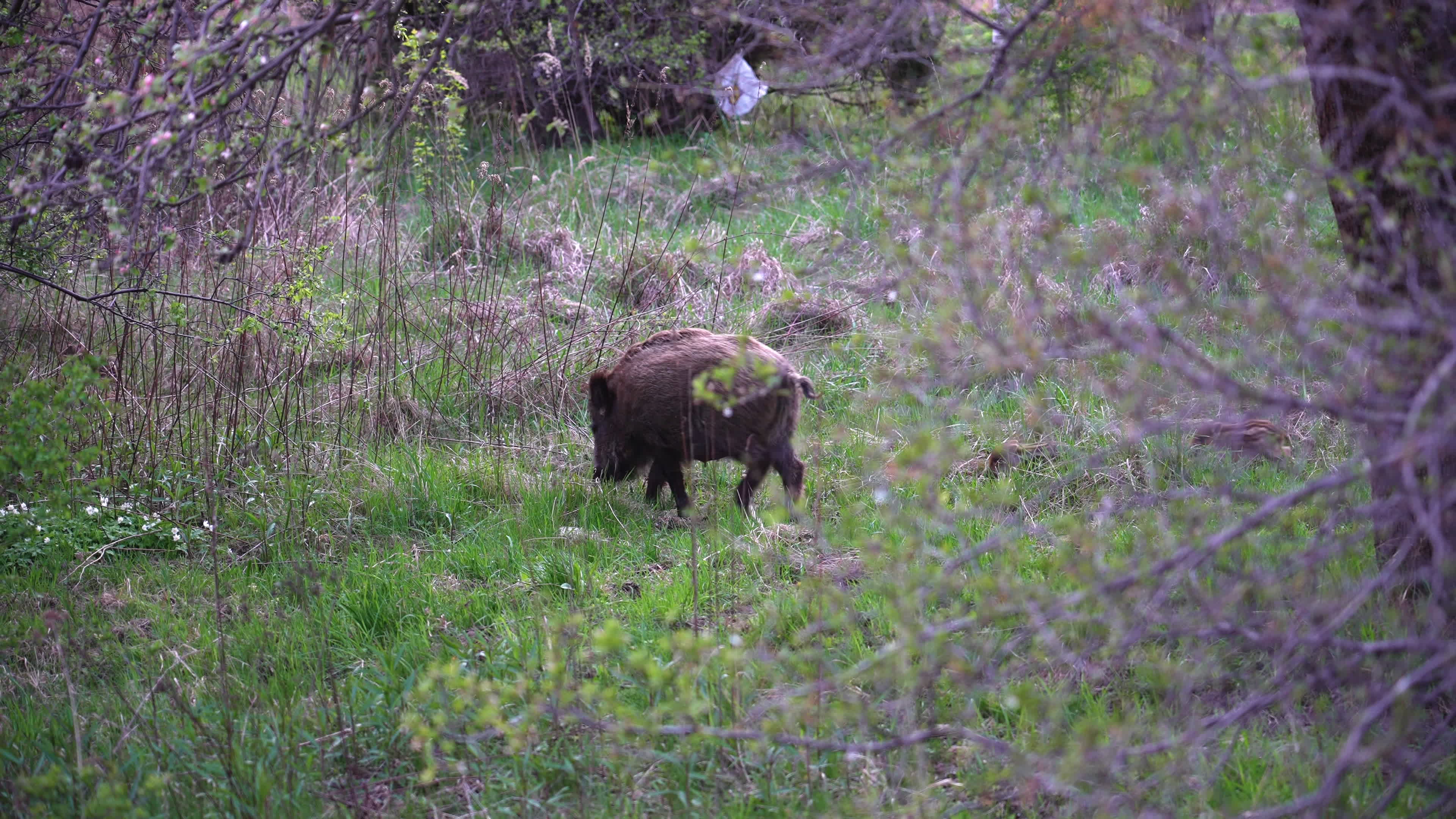 Poland's capital battles with growing wild pigs problem