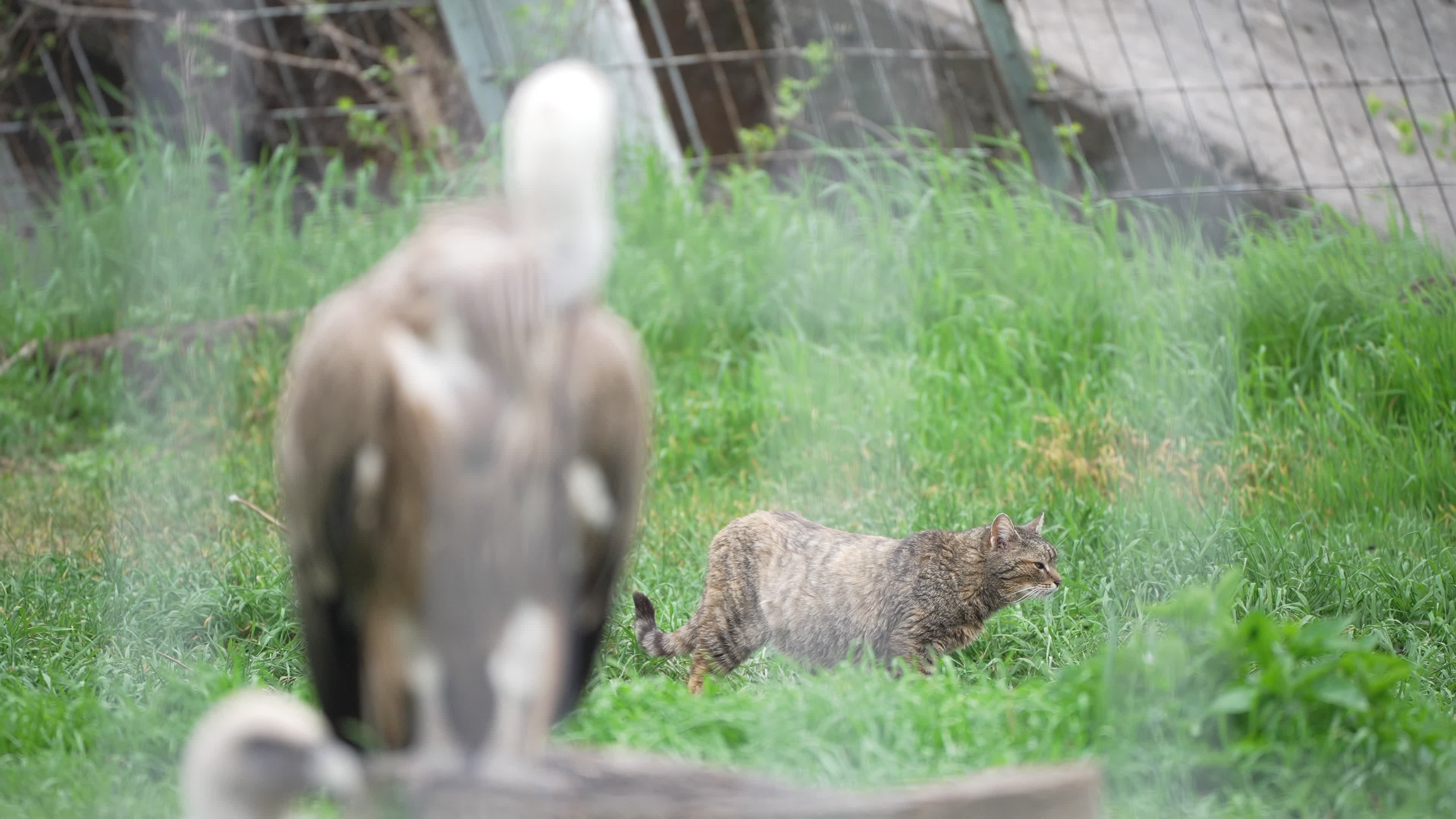 Cat in vulture cage at Sofia Zoo