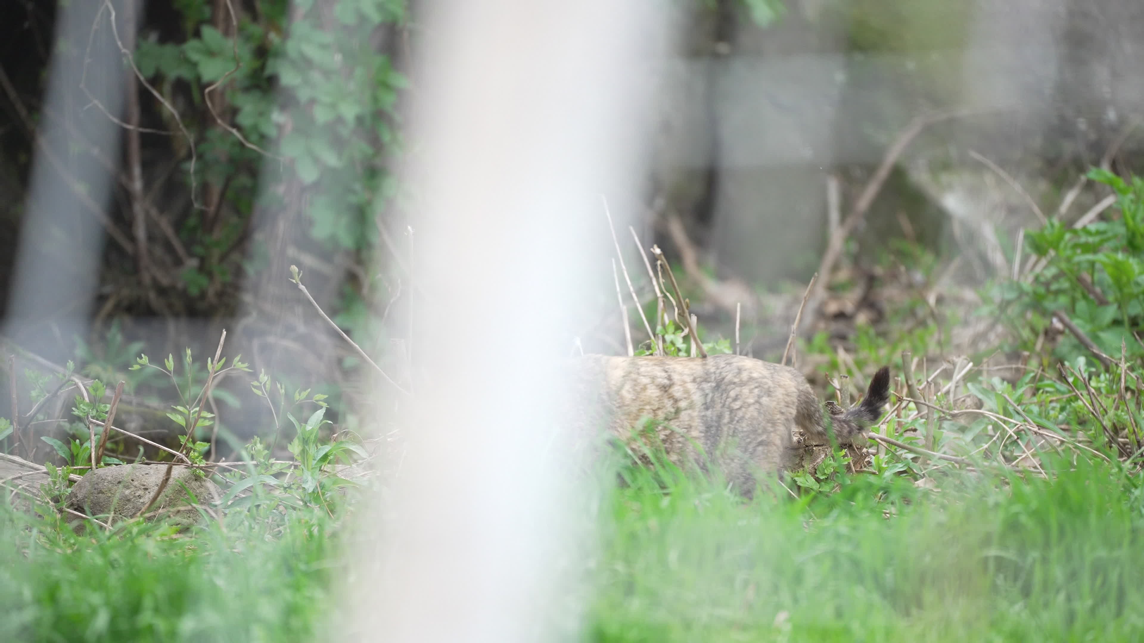 Cat in vulture cage at Sofia Zoo