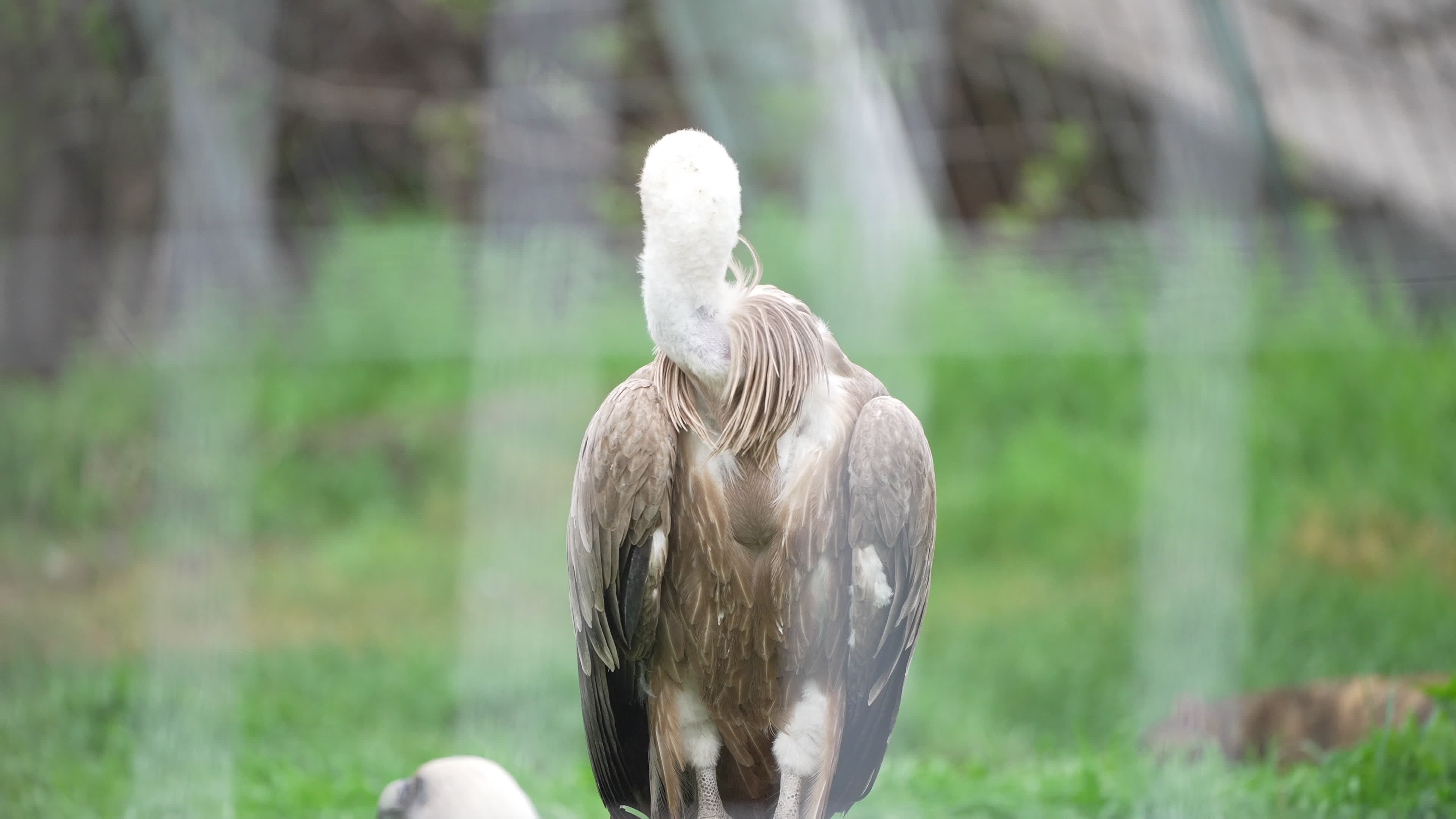 Cat in vulture cage at Sofia Zoo