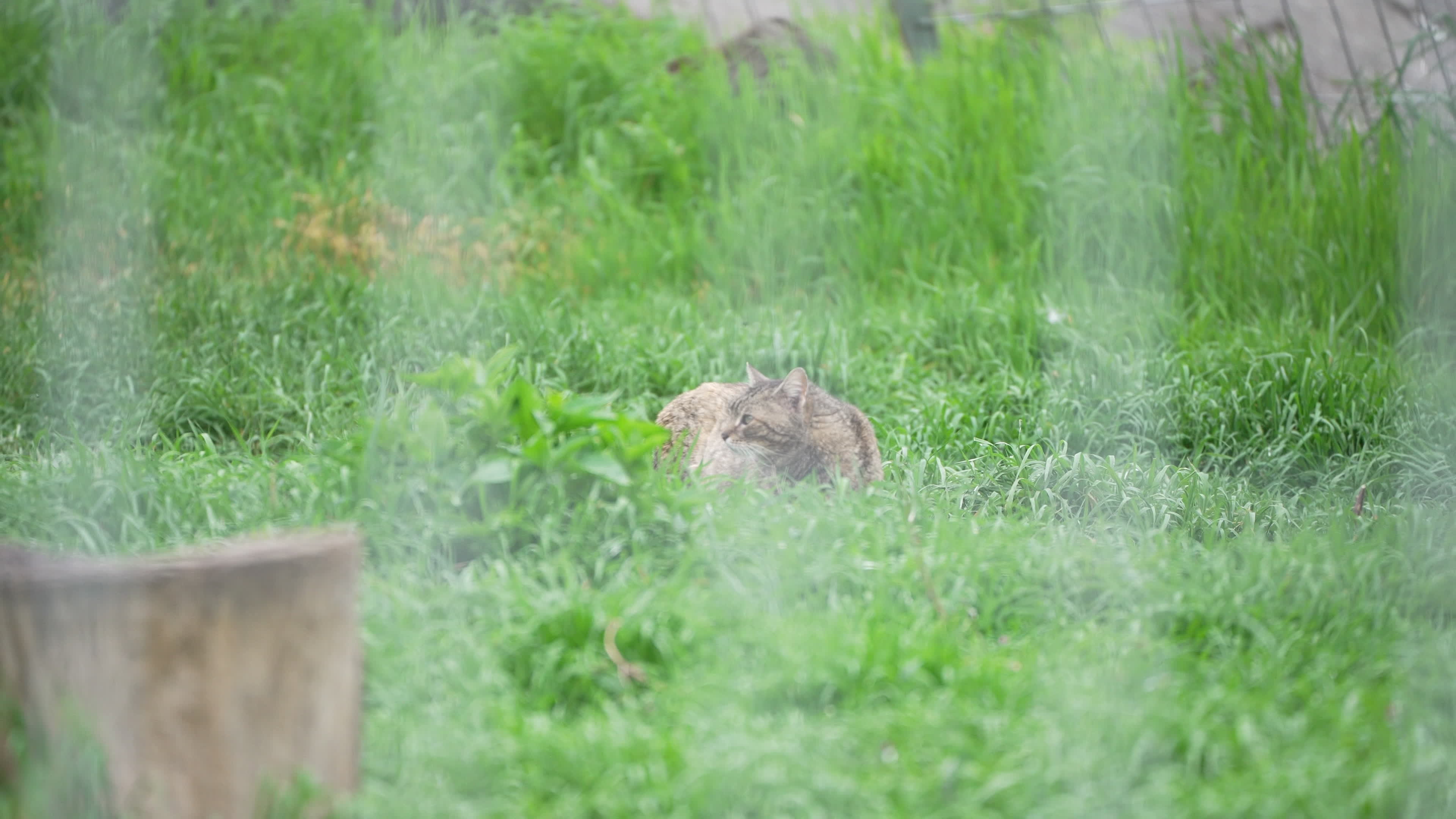 Cat in vulture cage at Sofia Zoo