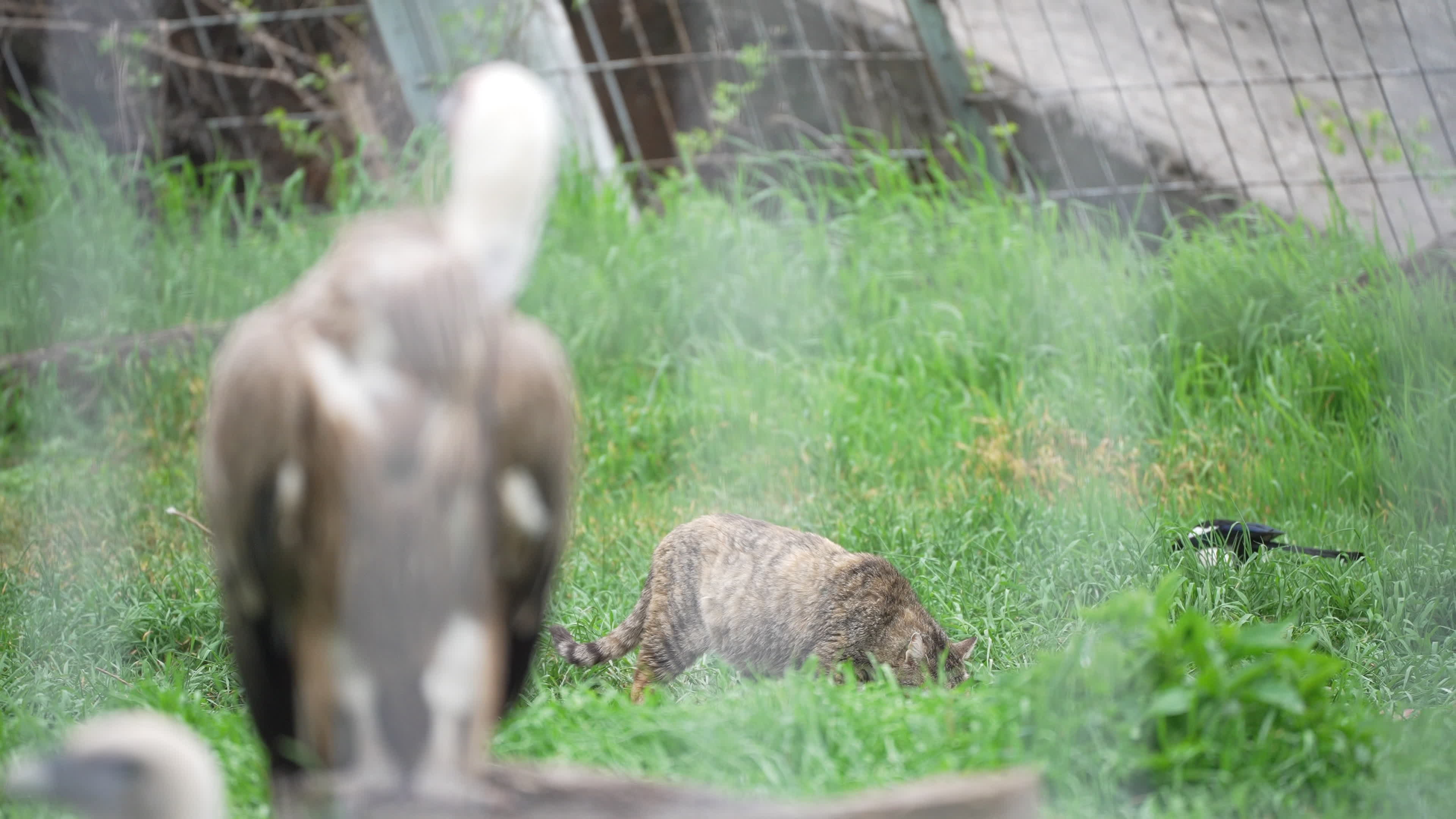 Cat in vulture cage at Sofia Zoo
