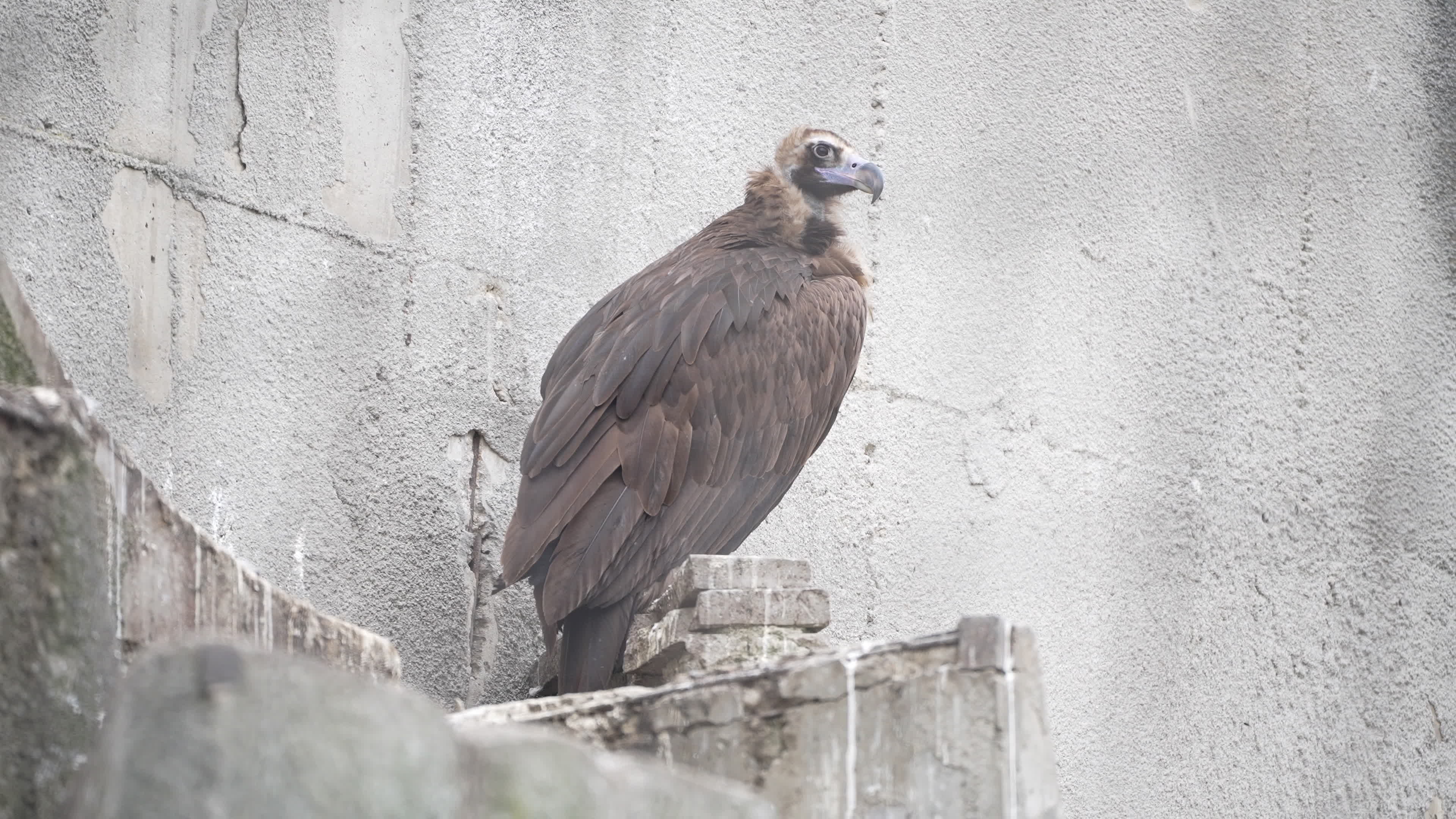 Cat in vulture cage at Sofia Zoo