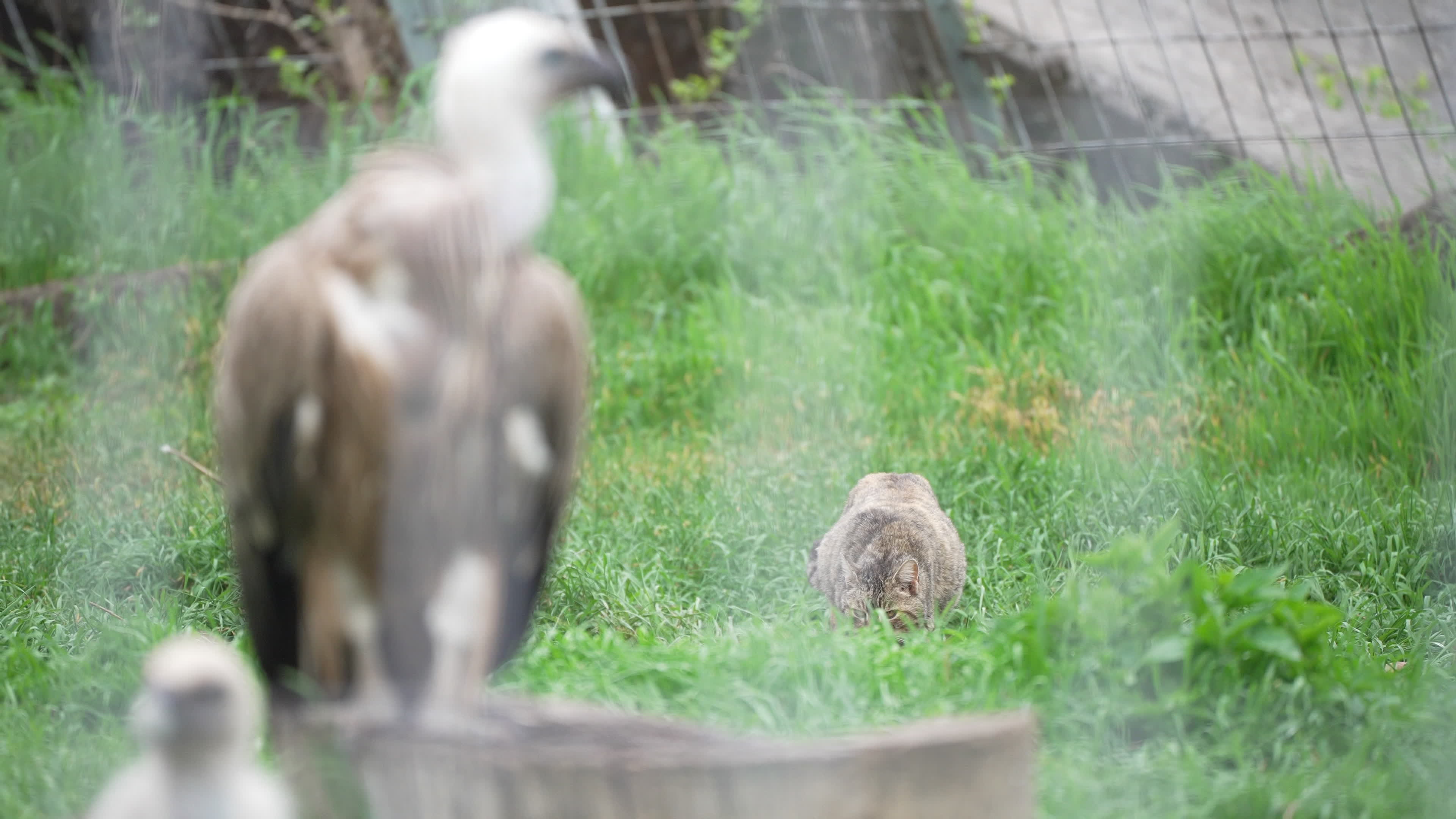 Cat in vulture cage at Sofia Zoo