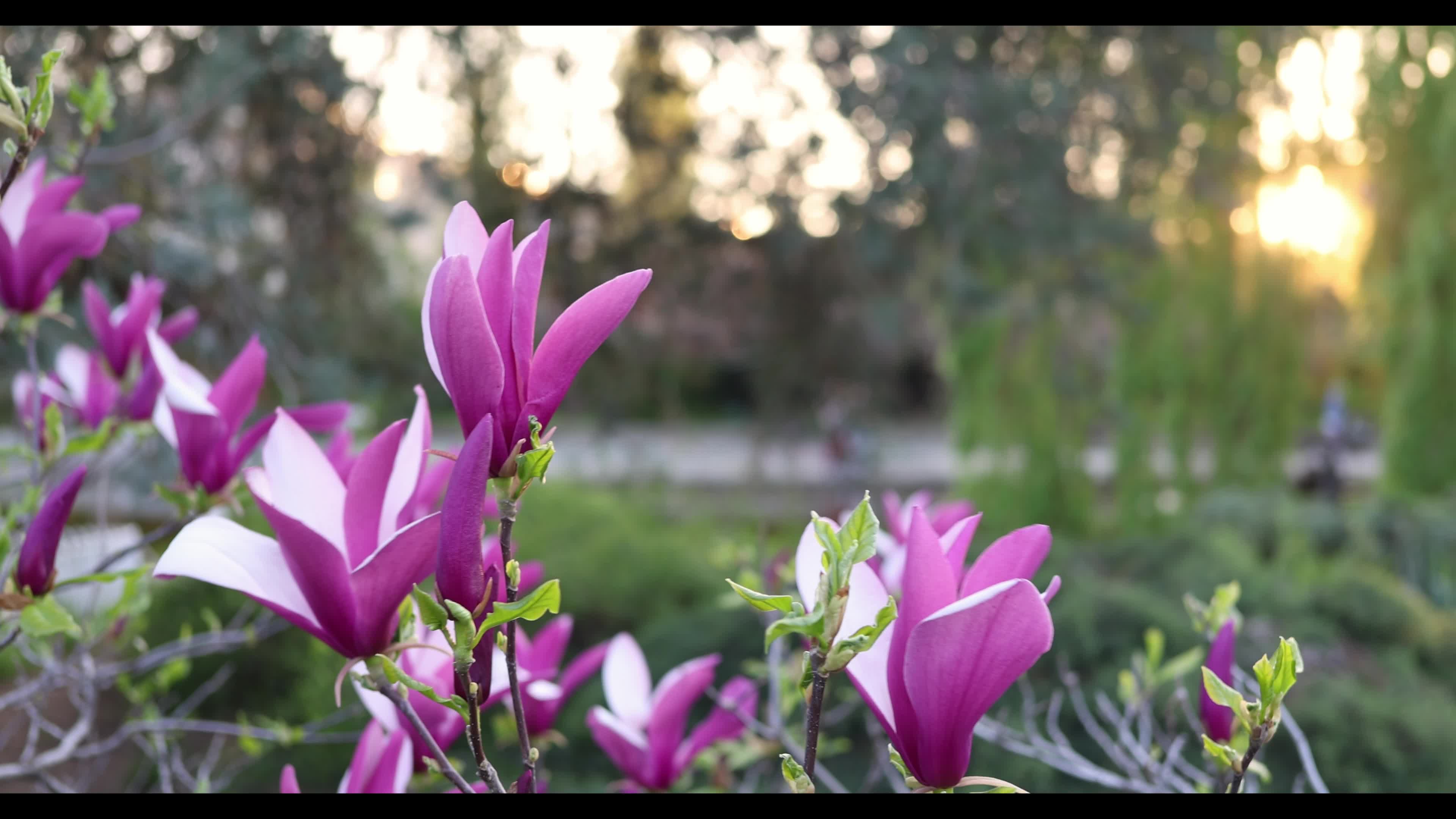 Magnolia blossom