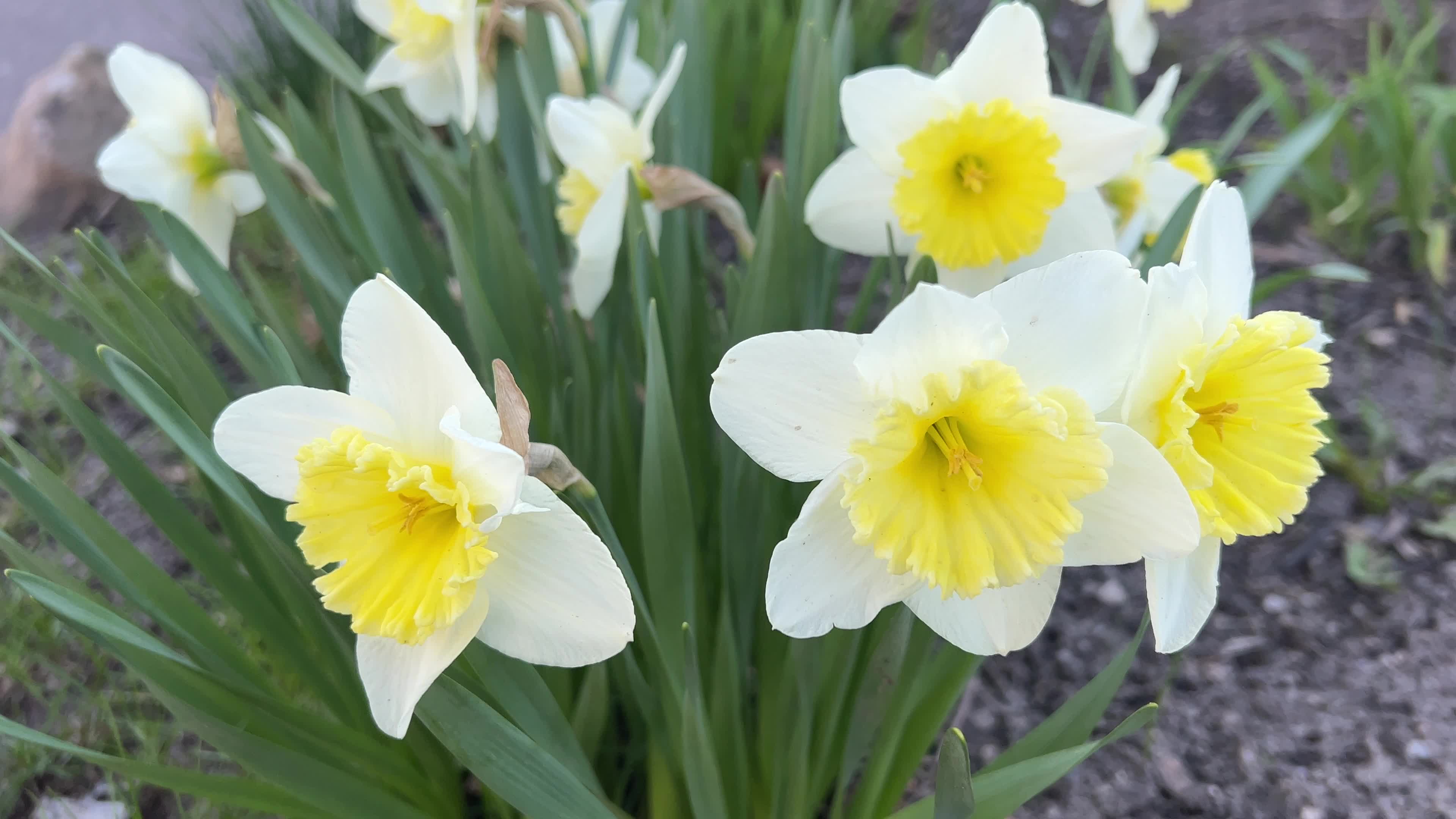 Spring season in Toronto, Canada