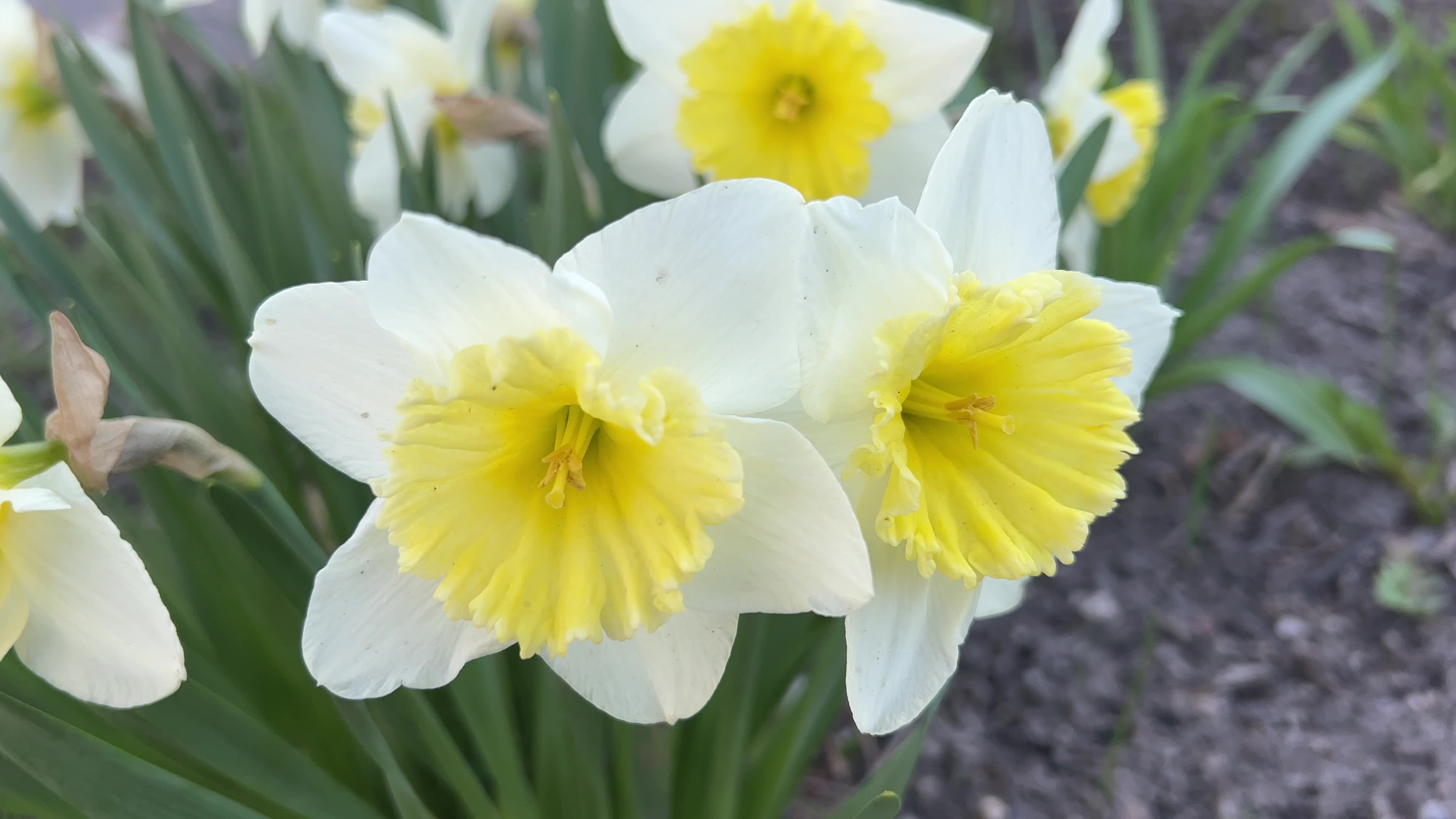 Spring season in Toronto, Canada