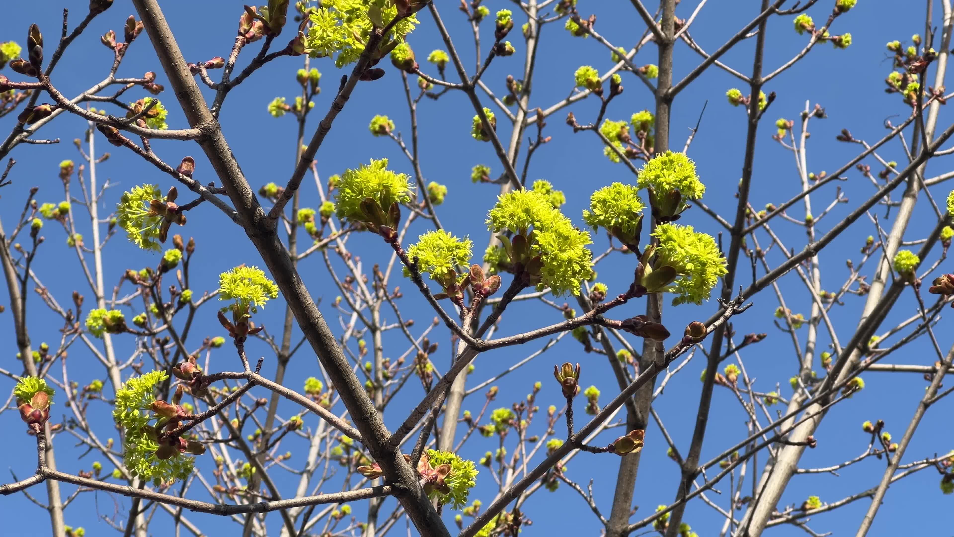 Spring season in Toronto, Canada
