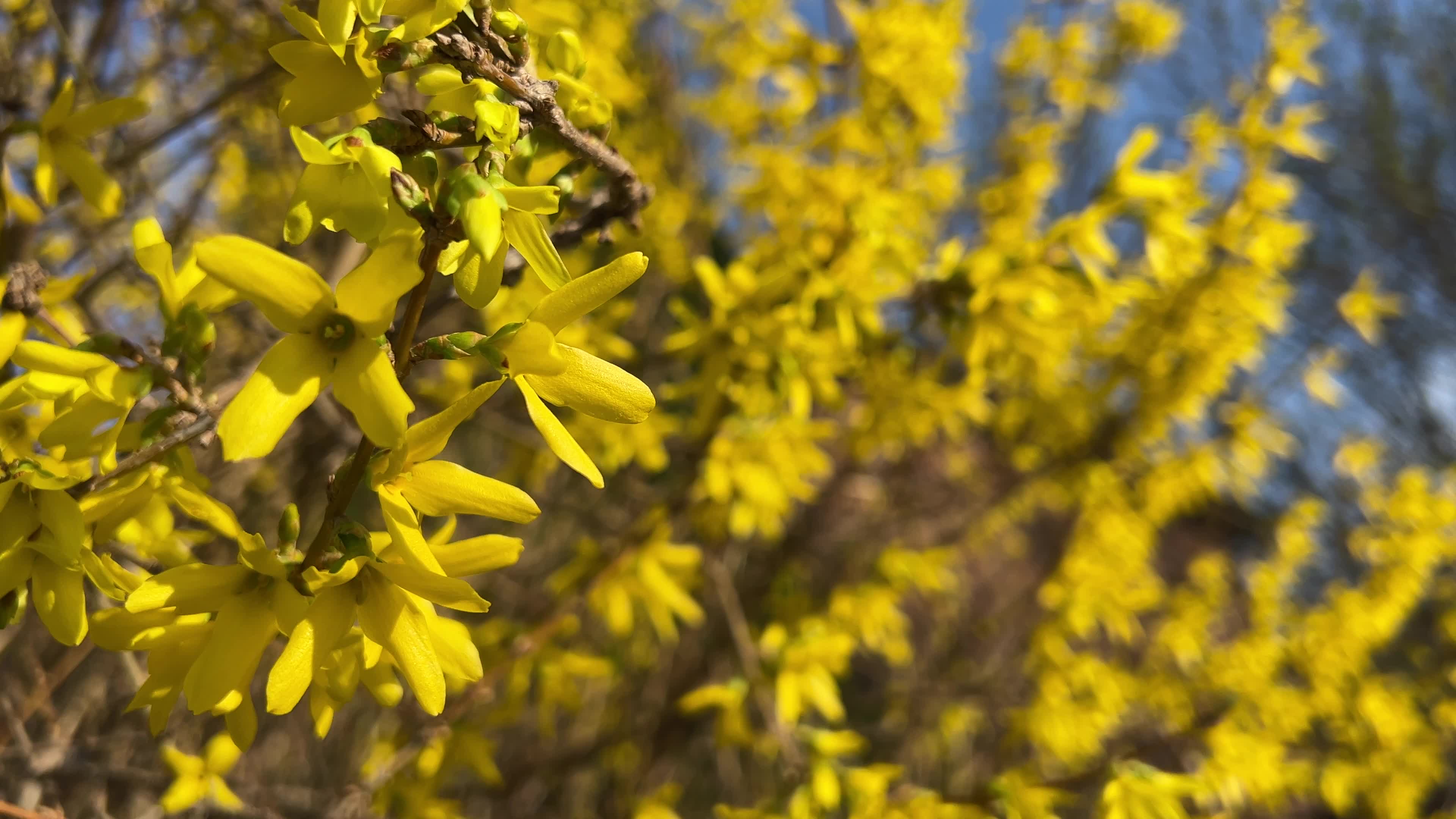 Spring season in Toronto, Canada