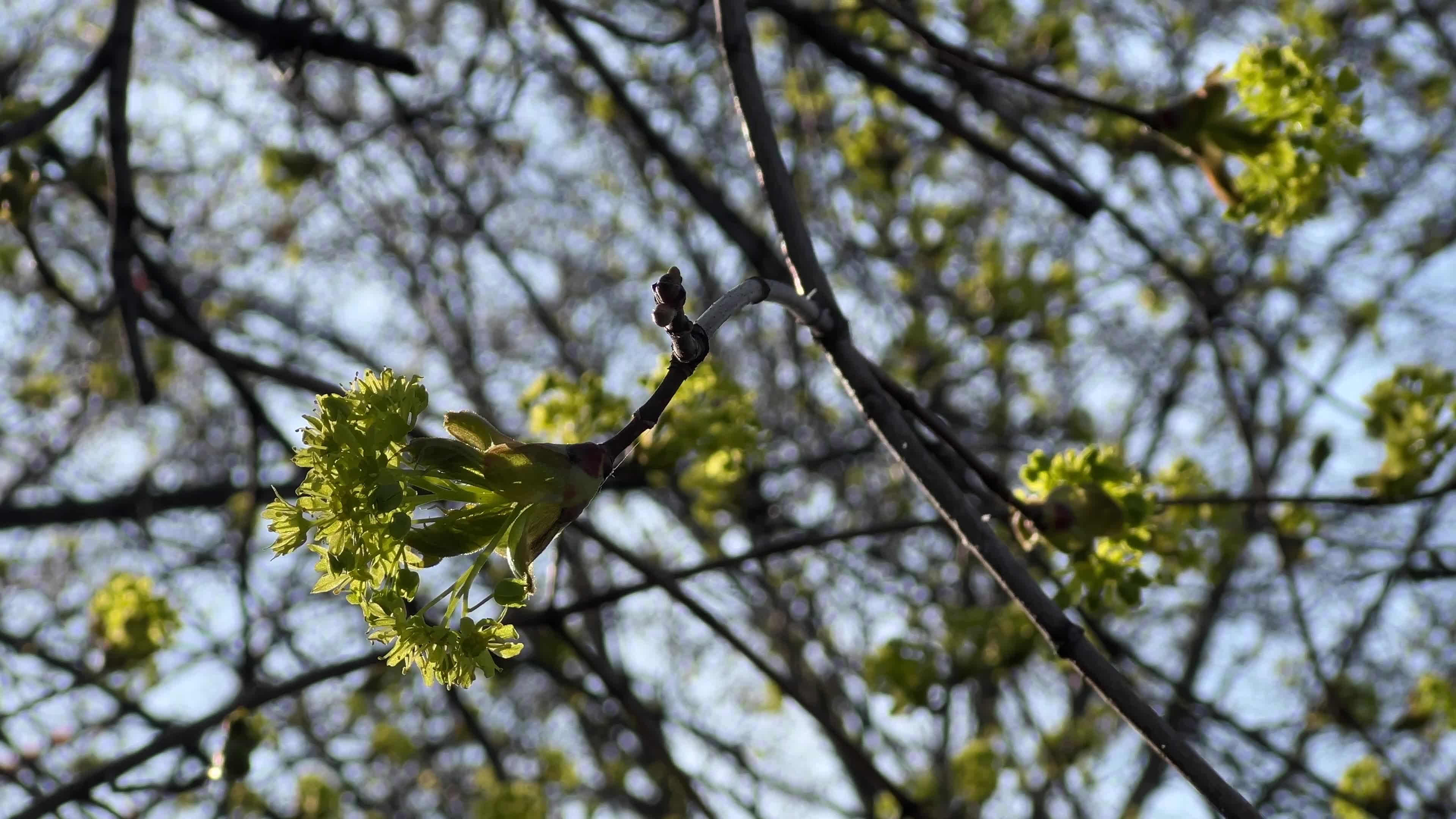 Spring season in Toronto, Canada