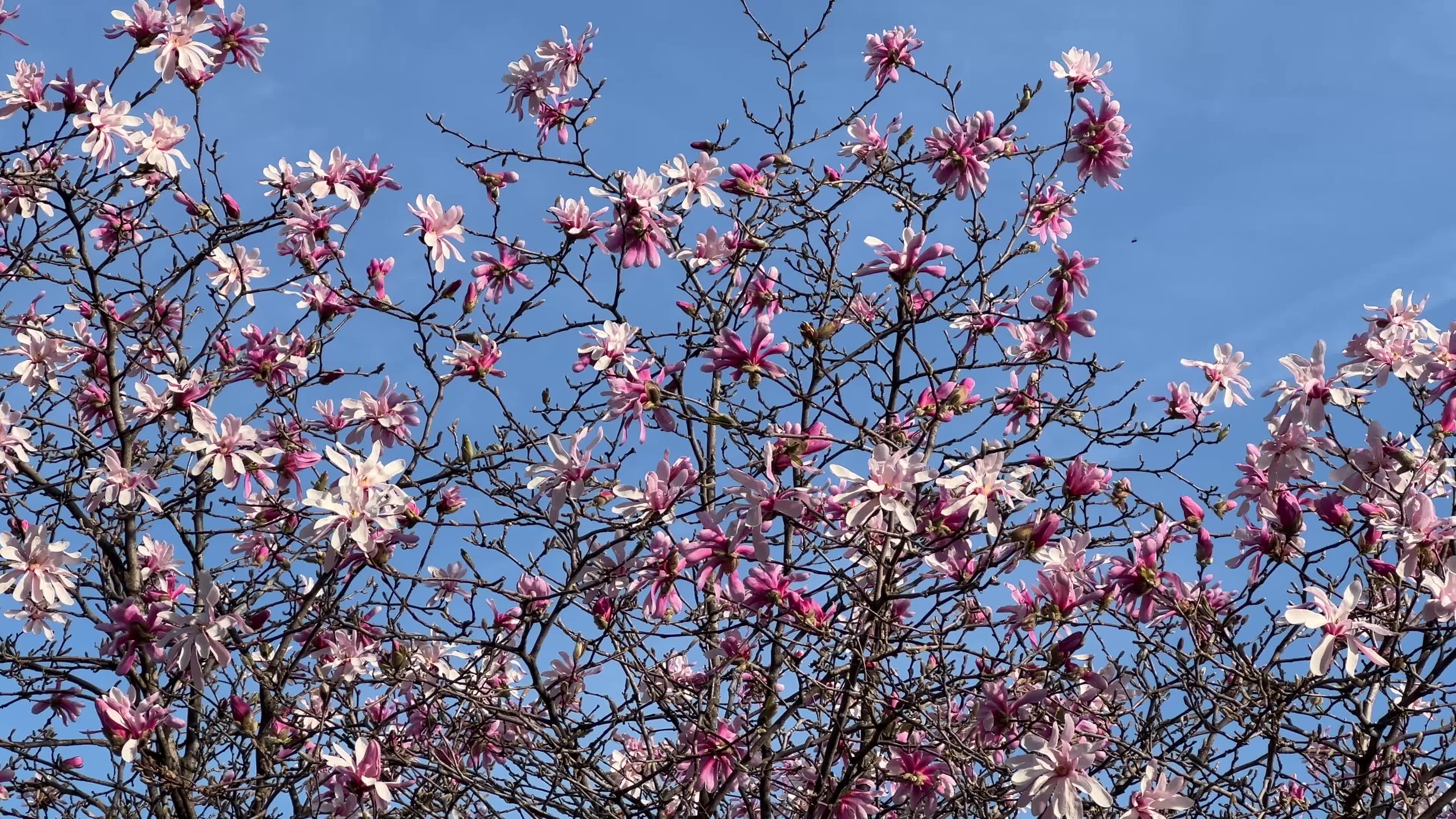 Spring season in Toronto, Canada