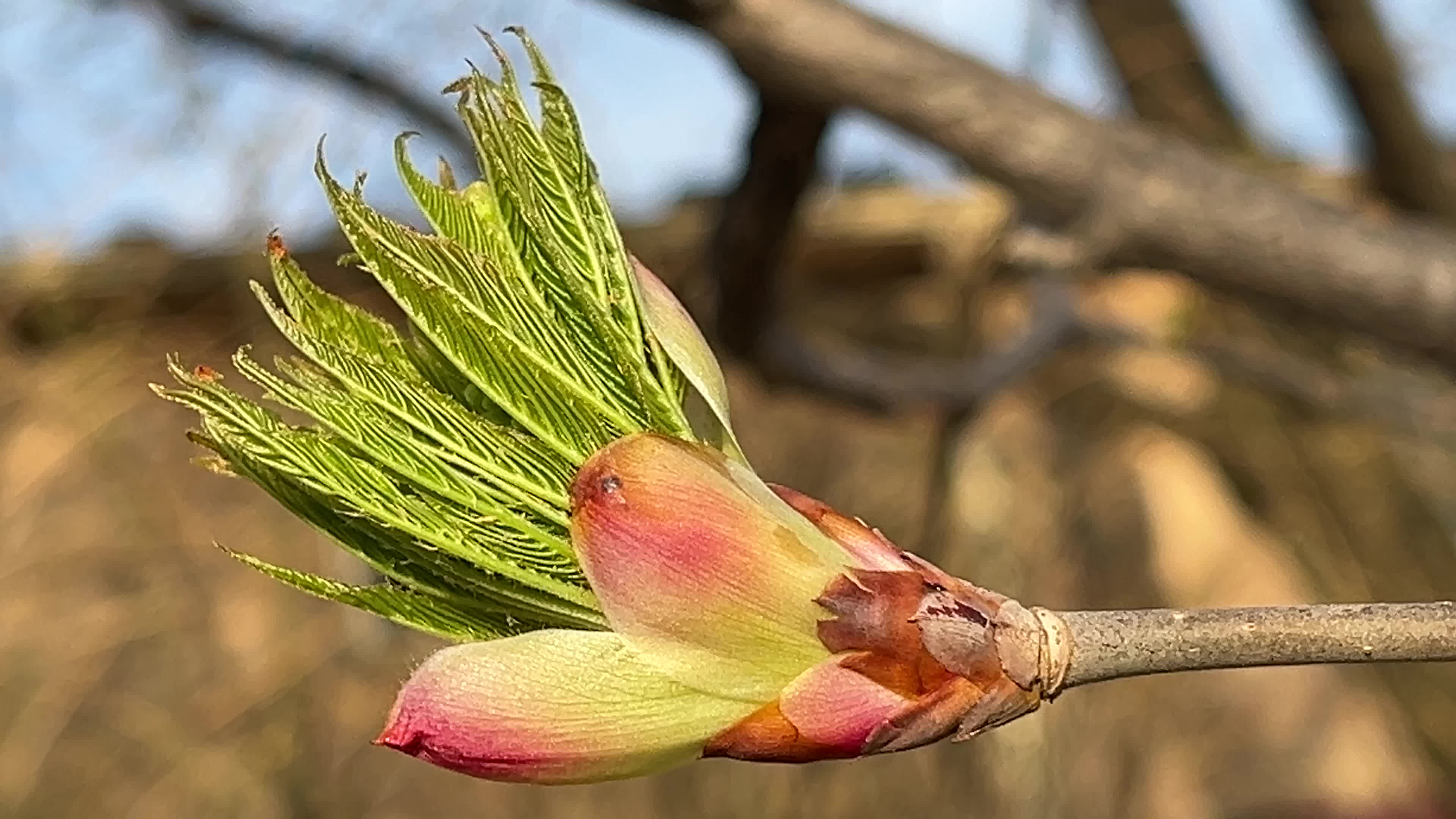 Spring season in Toronto, Canada