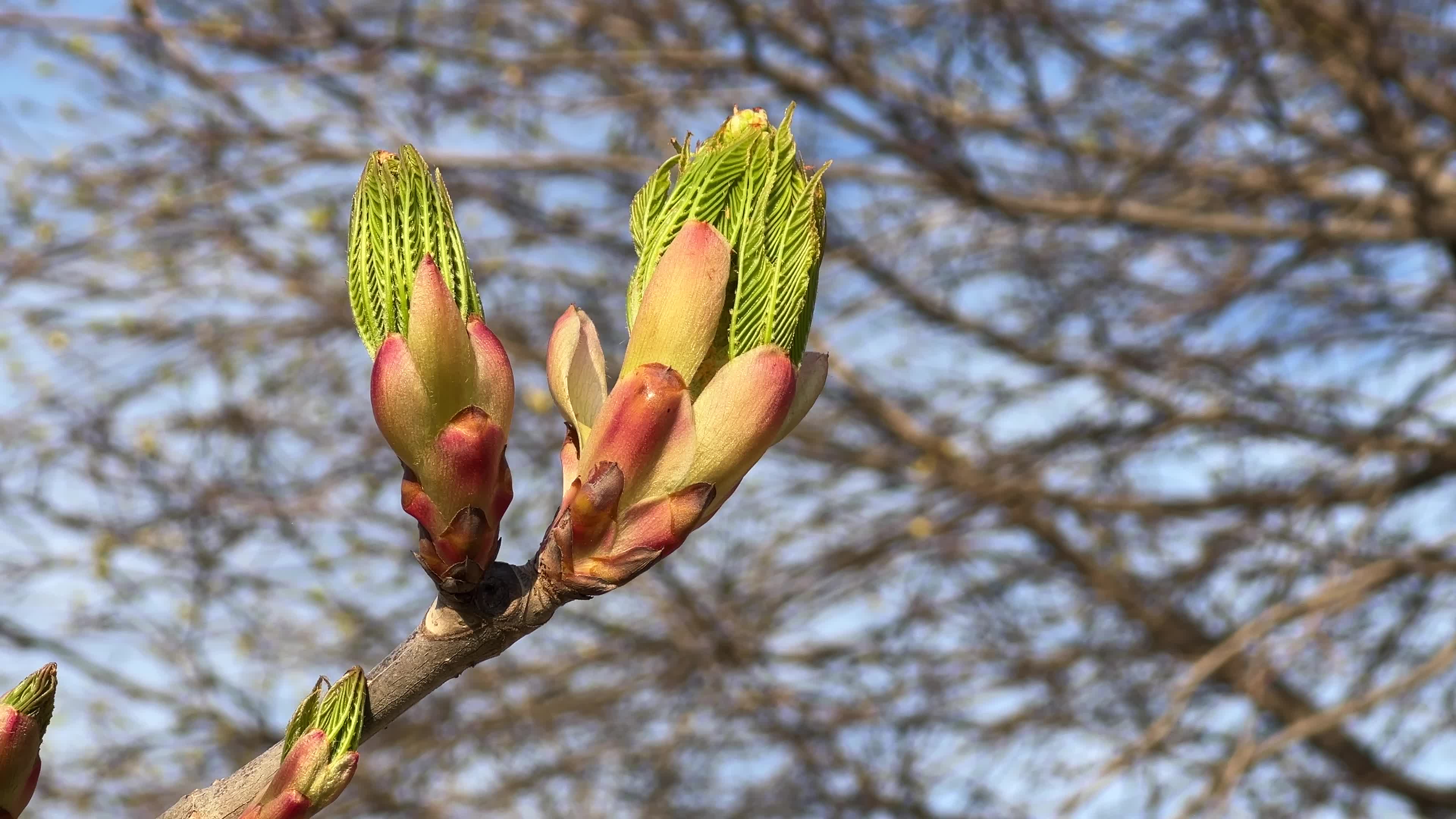 Spring season in Toronto, Canada