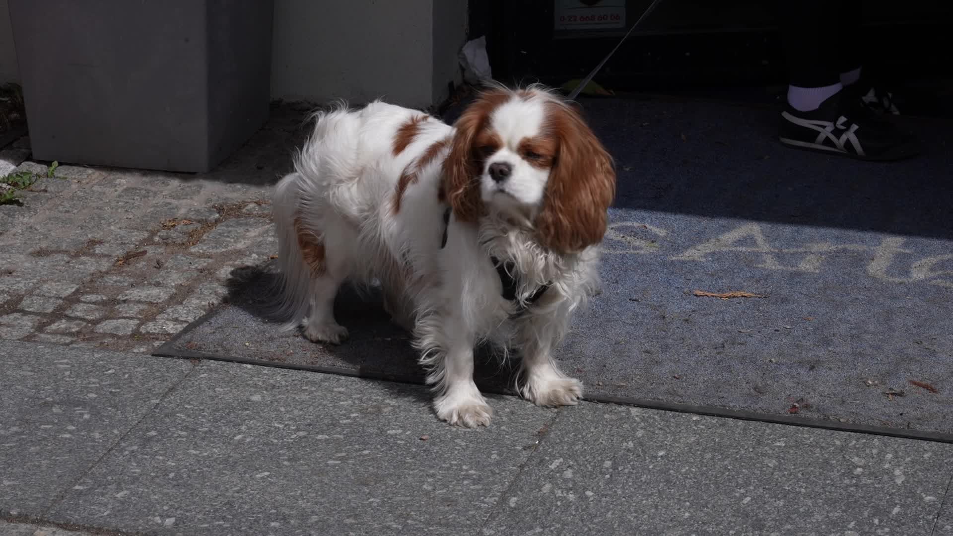 March in Warsaw against presidential veto of dog-chaining ban