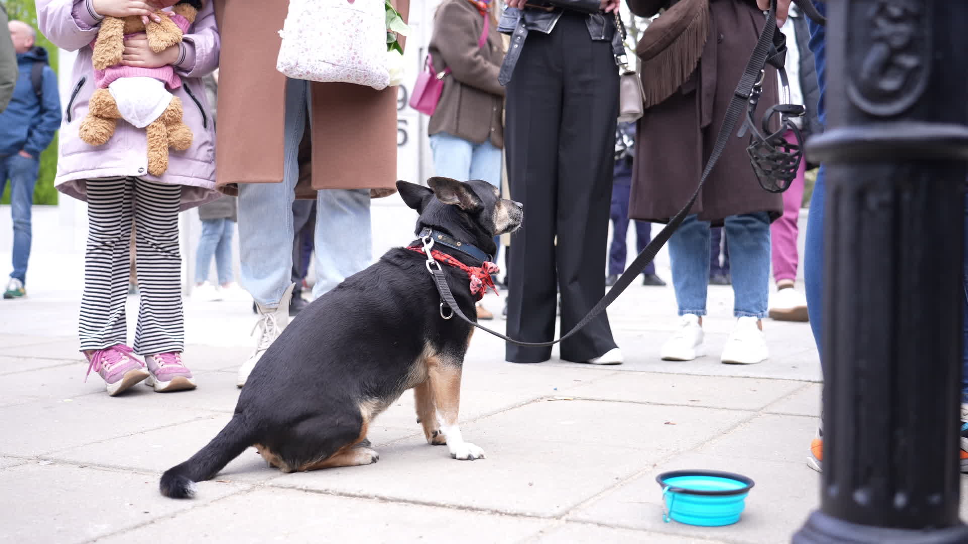 March in Warsaw against presidential veto of dog-chaining ban