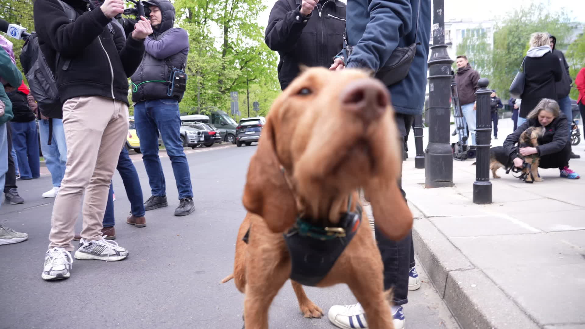 March in Warsaw against presidential veto of dog-chaining ban