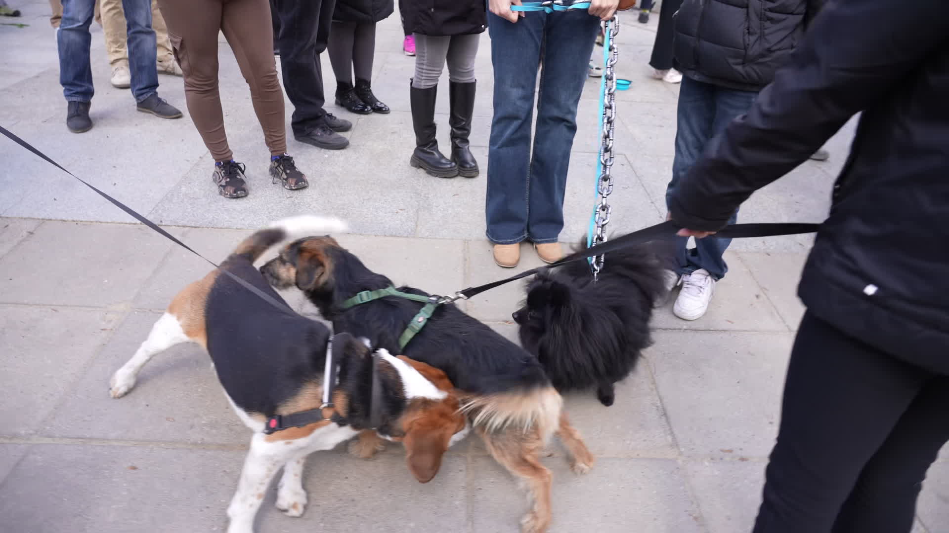 March in Warsaw against presidential veto of dog-chaining ban