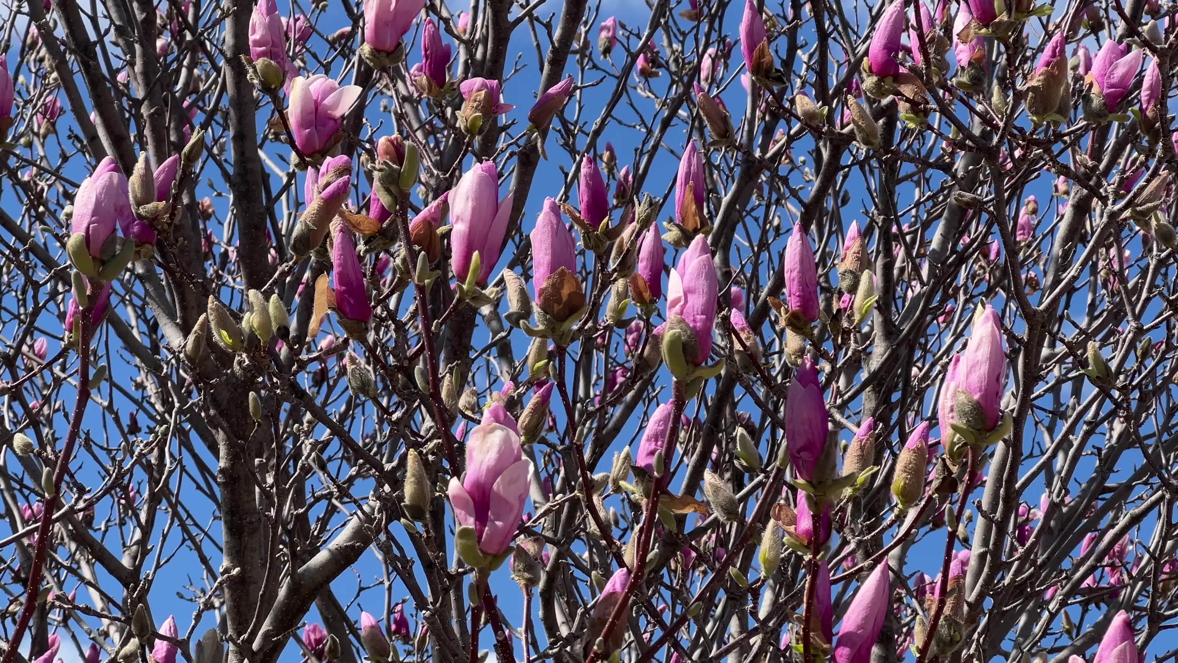 Daily life during Spring season in Toronto