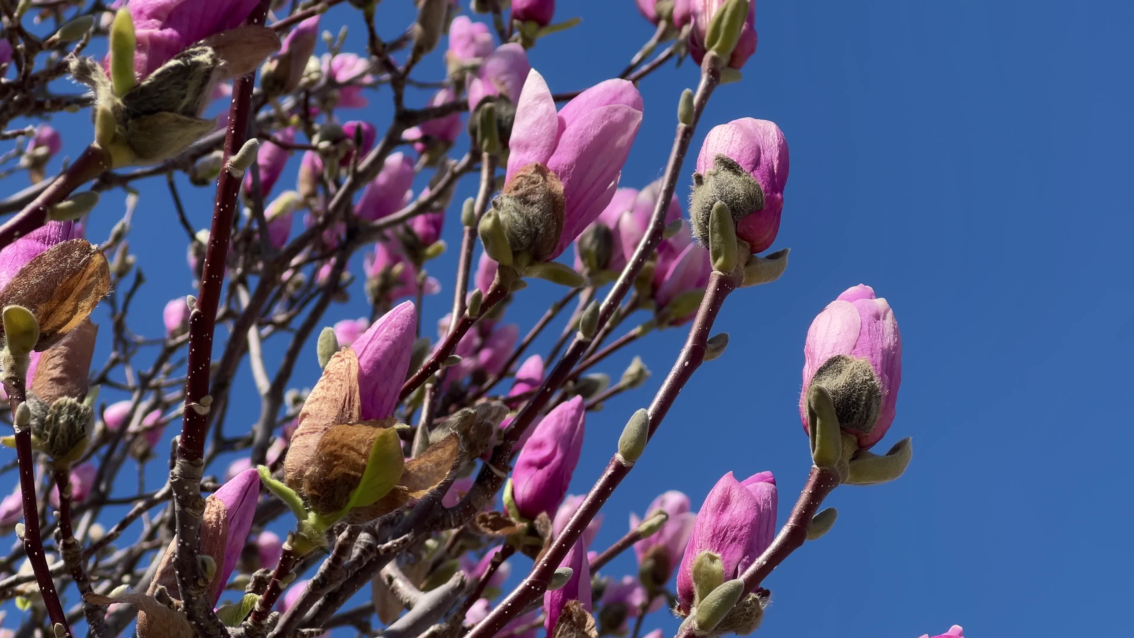 Daily life during Spring season in Toronto