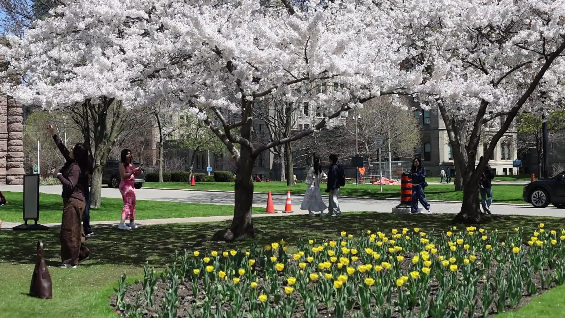 Sakura Trees in full bloom In Toronto, Canada