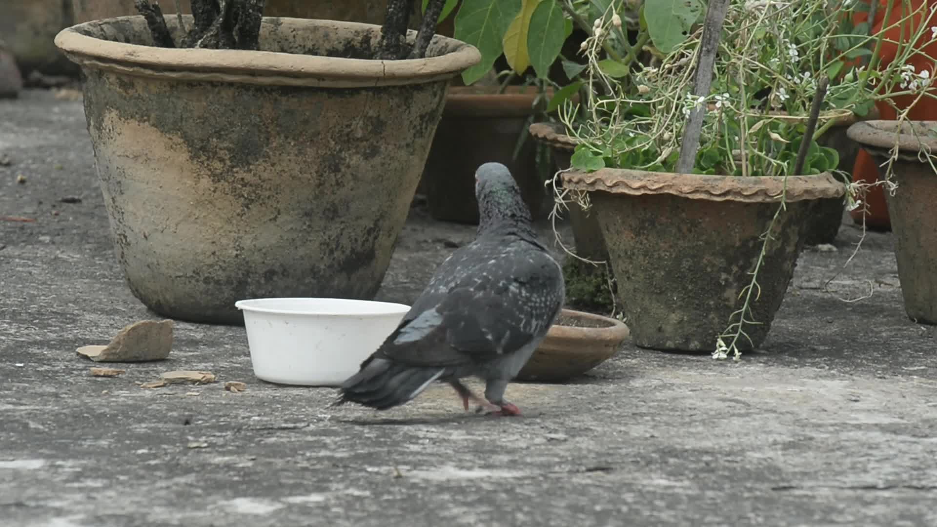Pigeon Drinks Water