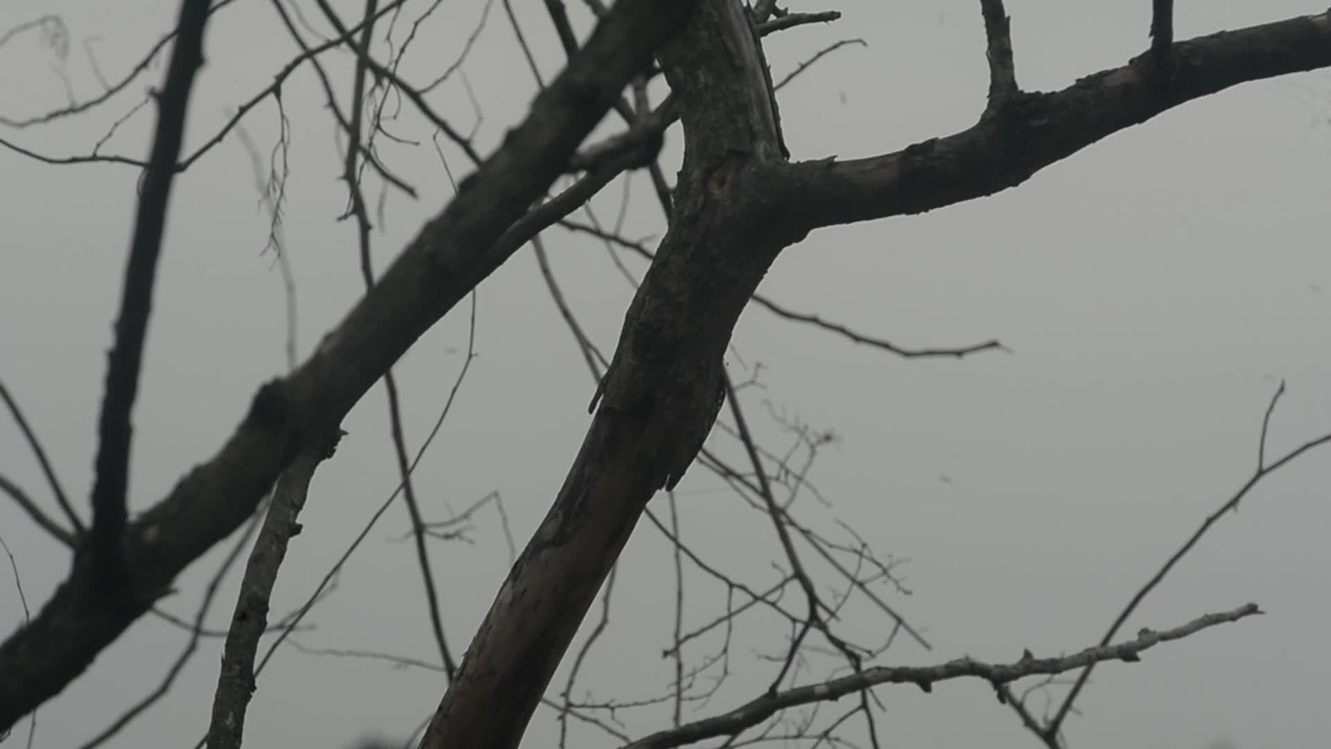 Fulvous-breasted Woodpecker