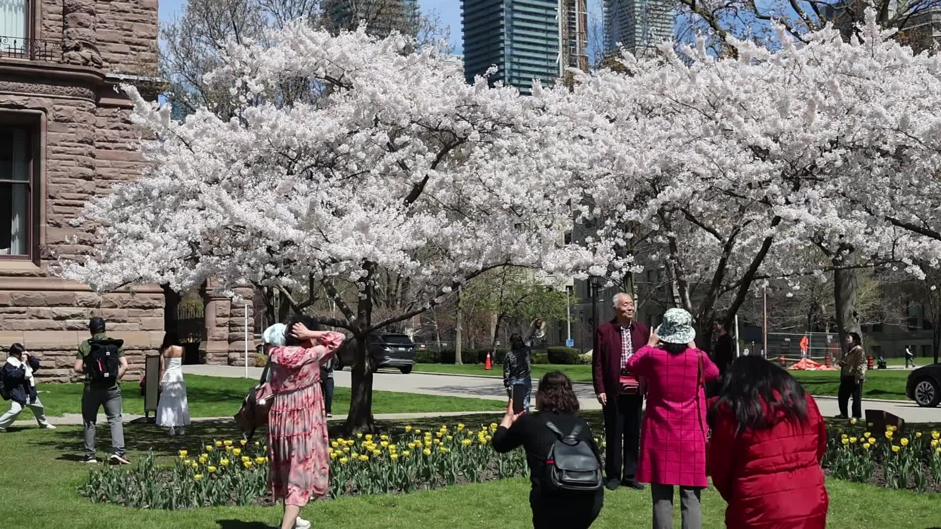 Sakura Trees in full bloom In Toronto, Canada