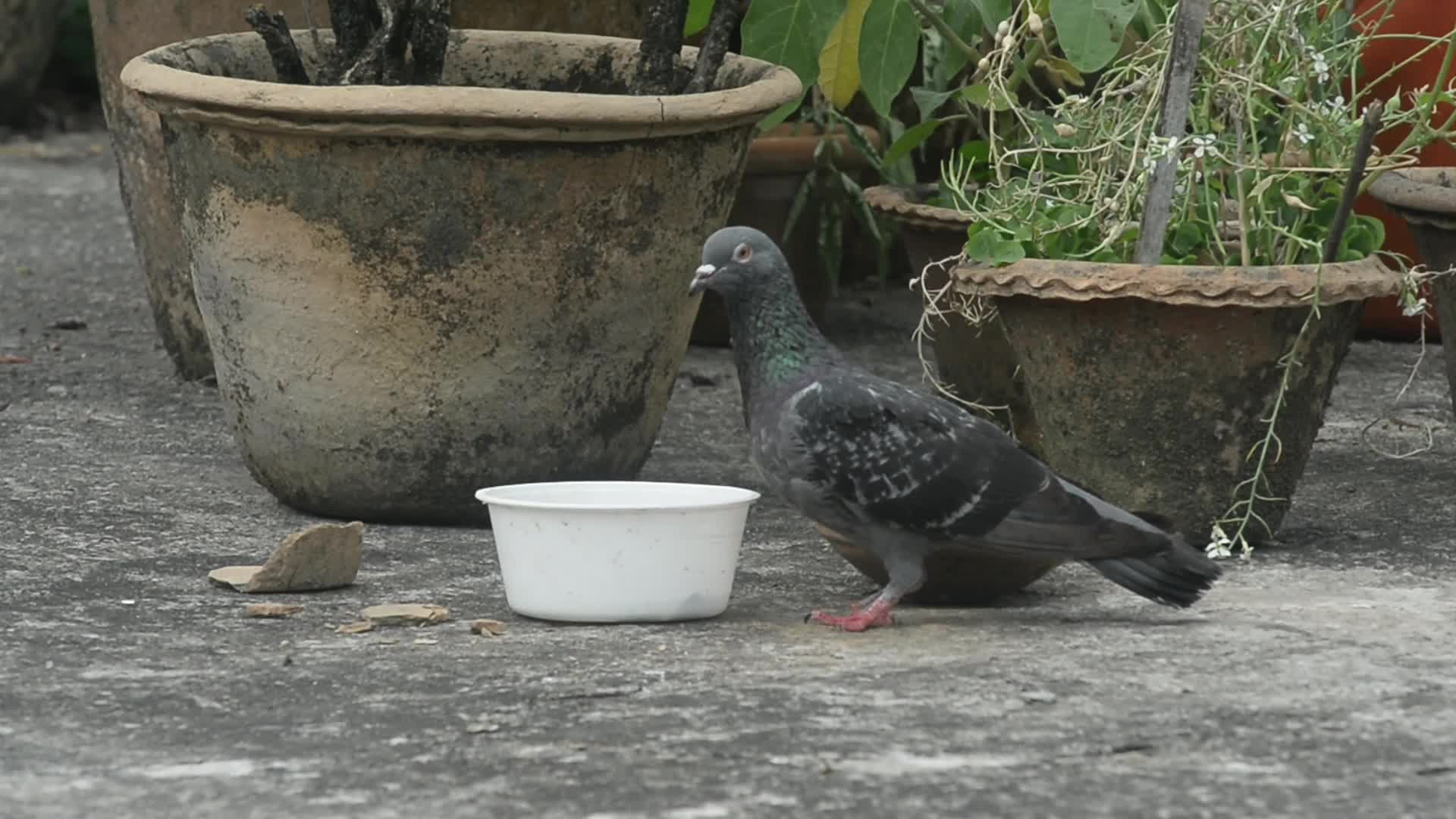 Pigeon Drinks Water