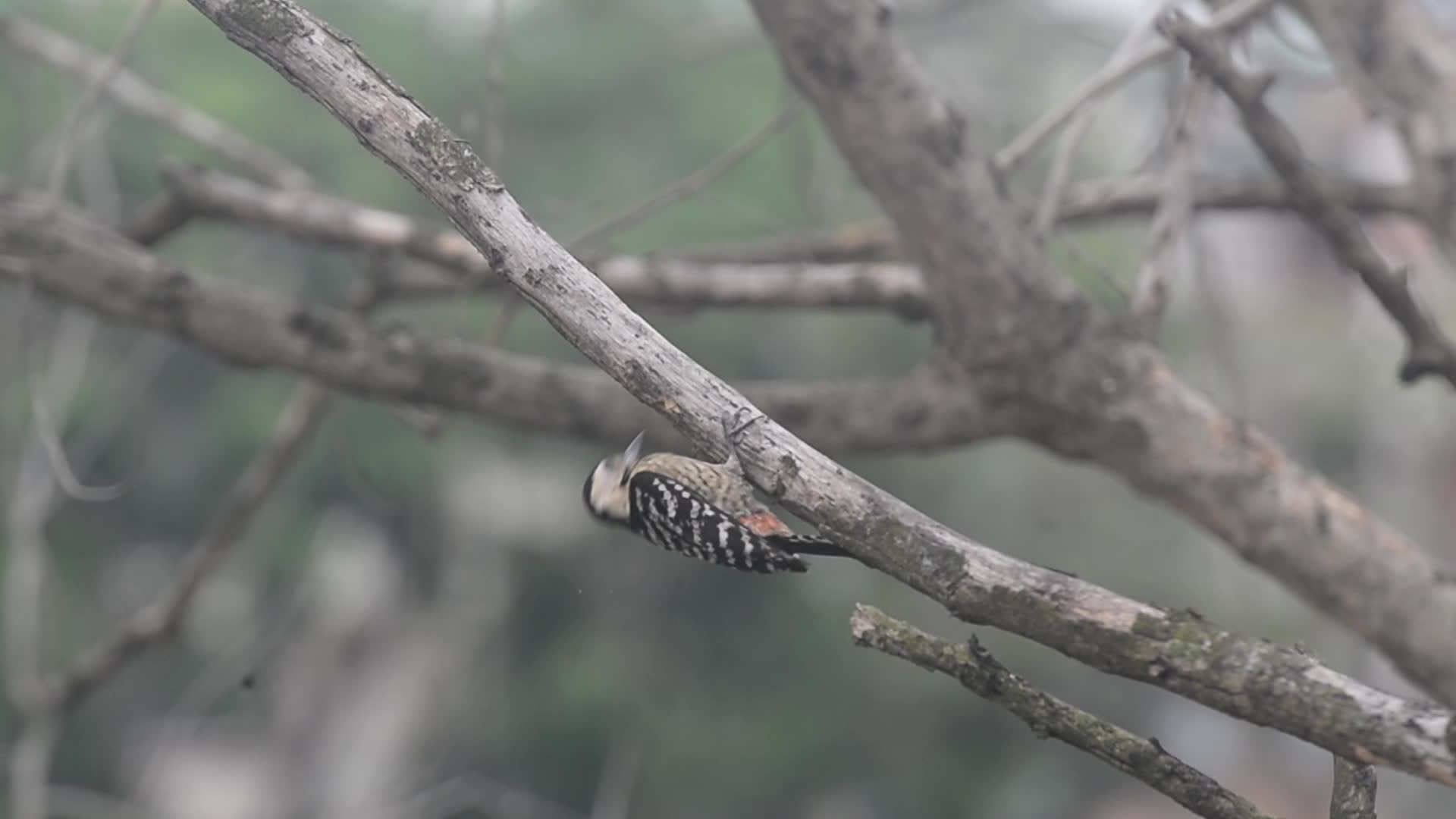 Fulvous-breasted Woodpecker