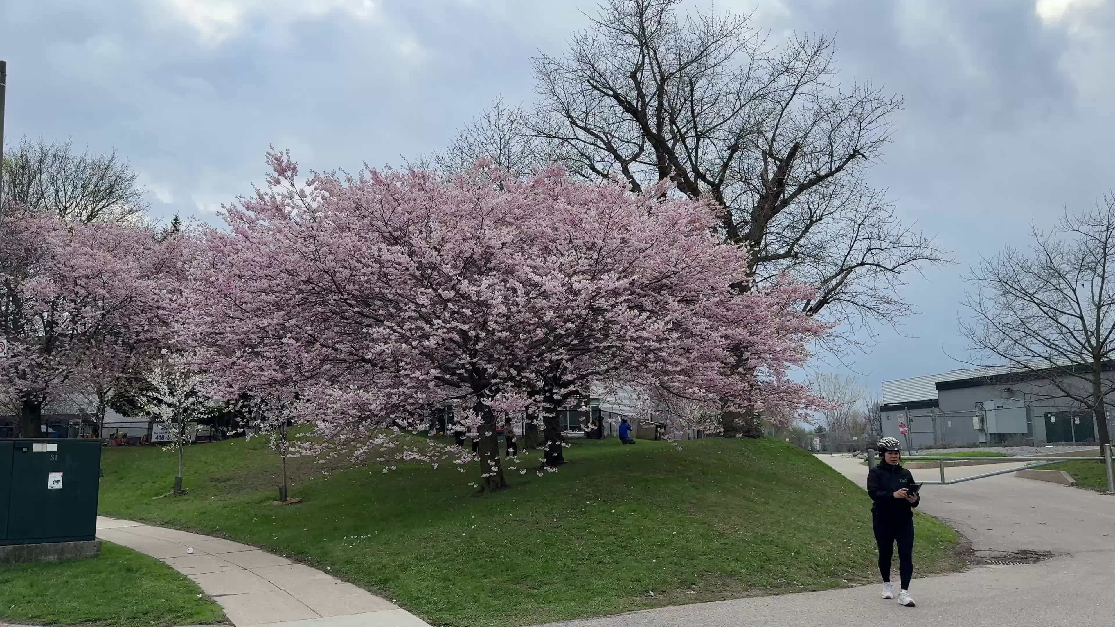 Cherry blossom in Toronto, Canada