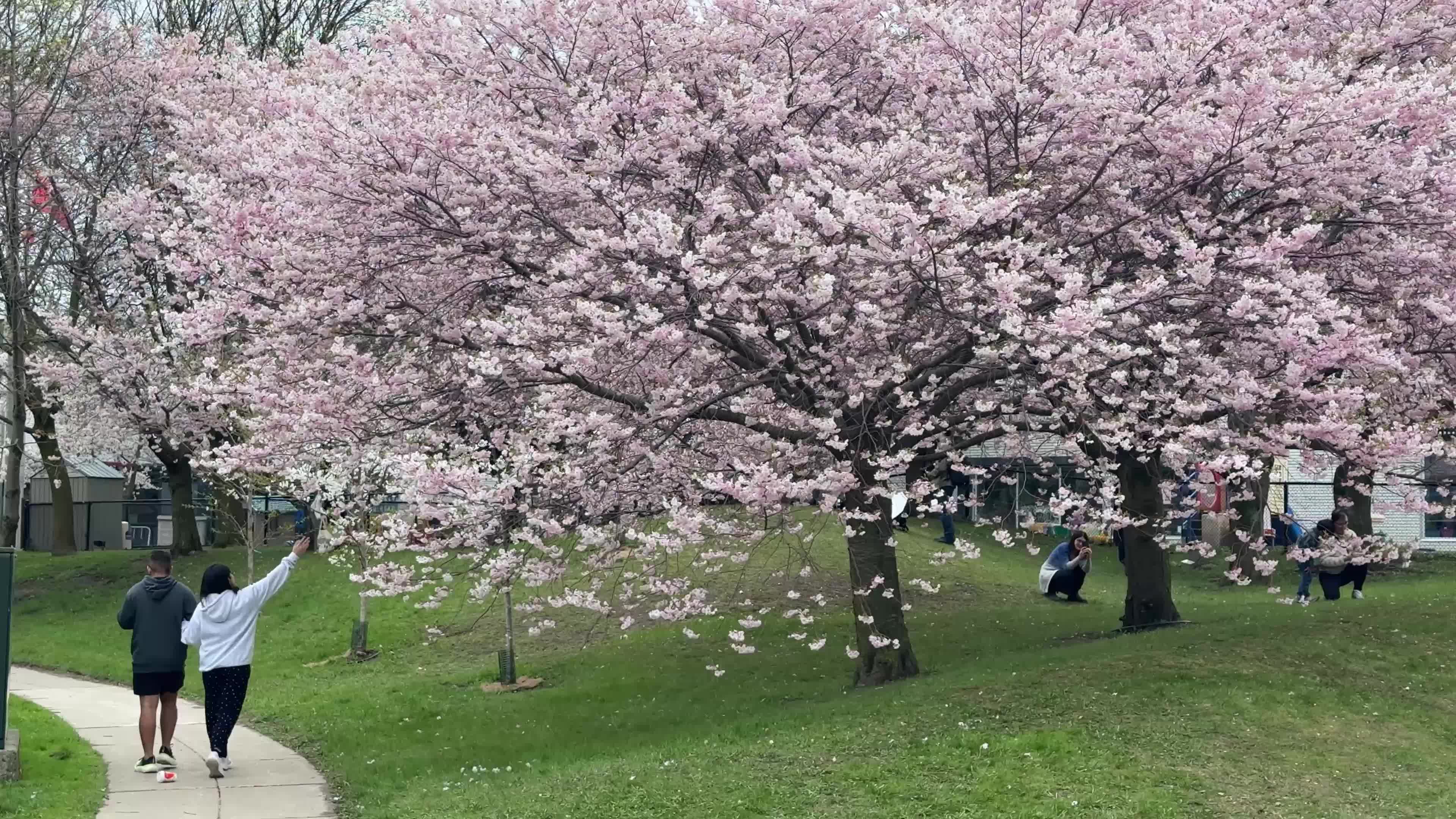 Cherry blossom in Toronto, Canada