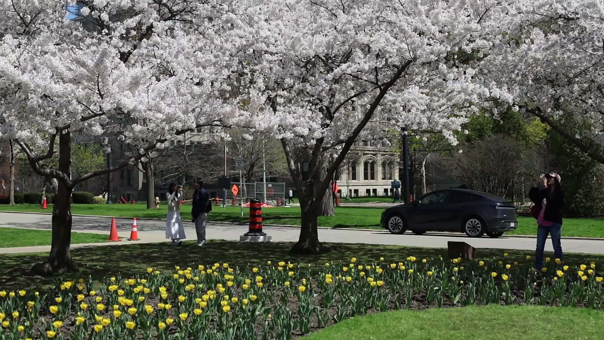 Sakura Trees in full bloom In Toronto, Canada