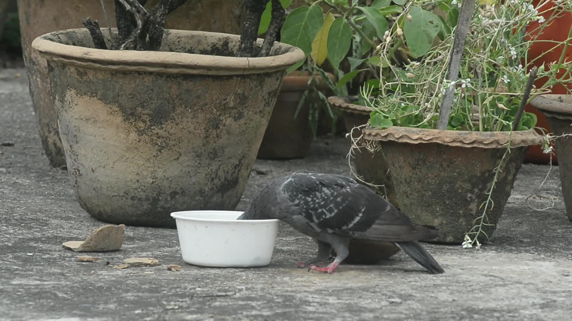 Pigeon Drinks Water